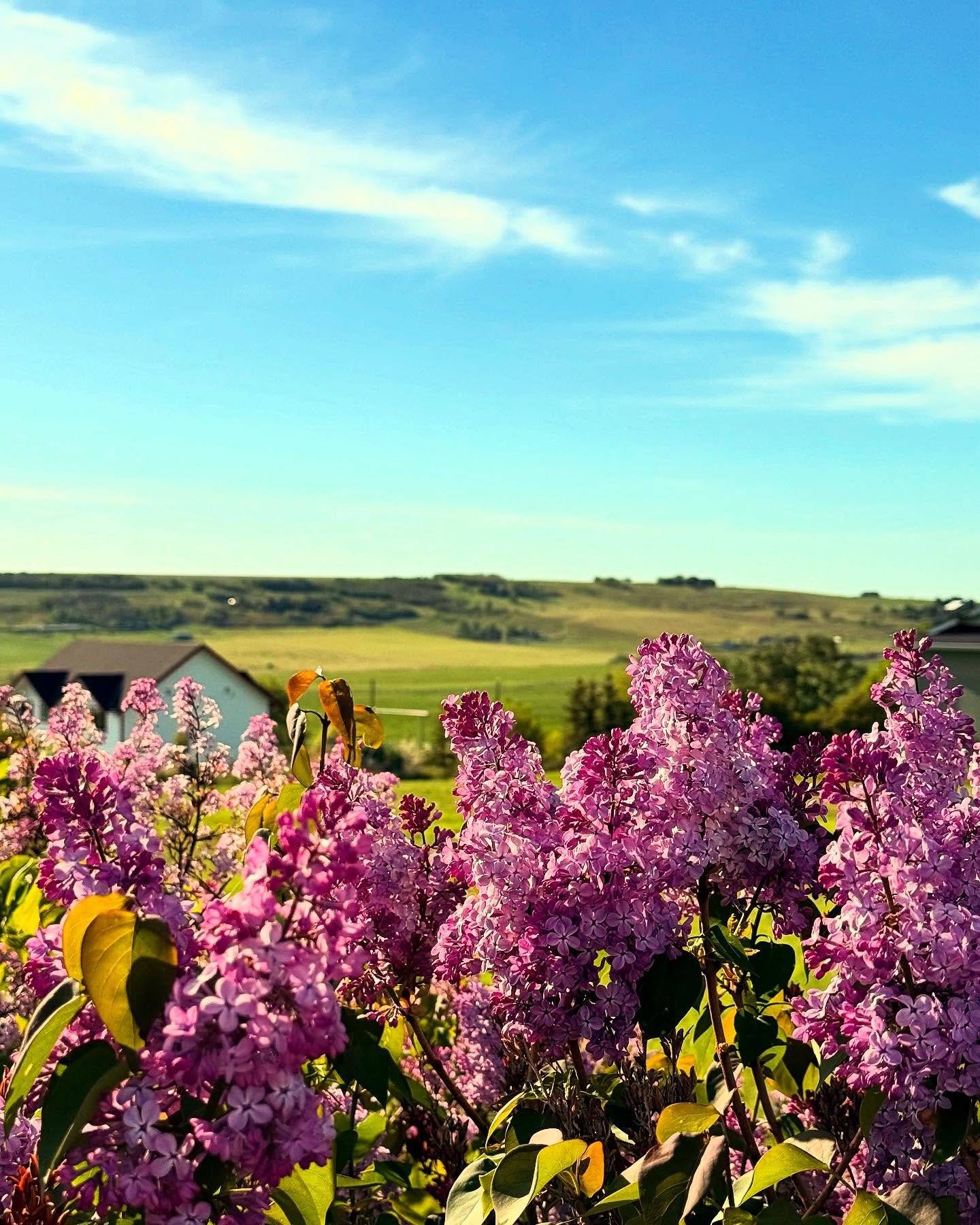 &ldquo;Just living is not enough,&rdquo; said the butterfly, &ldquo;one must have sunshine, freedom, and a little flower.&rdquo;&mdash;Hans Christian Anderson

After the rain, radiant sunshine has finally come. The delicate scent of lilacs in all the