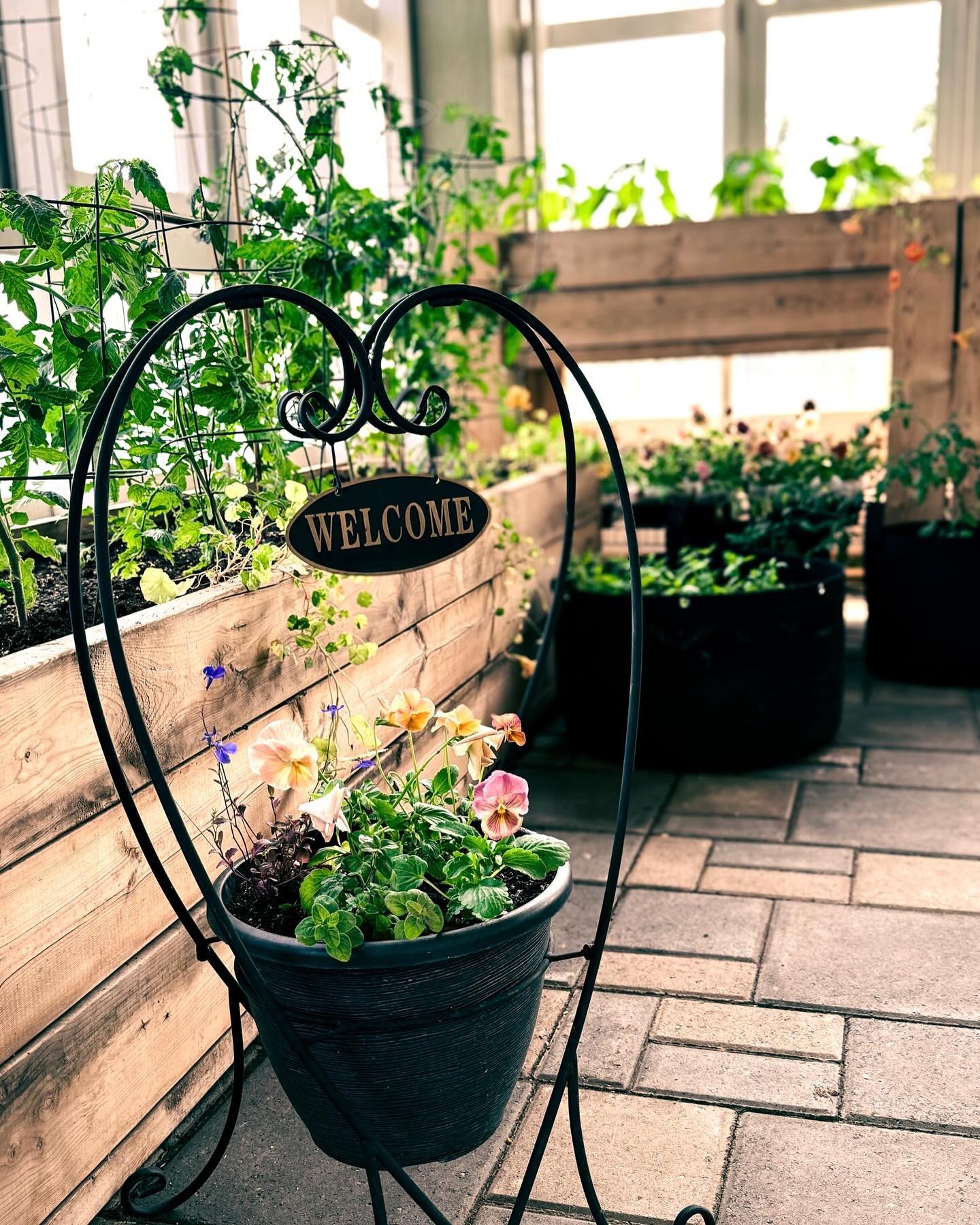 💚 Our cozy greenhouse 💚

This little oasis is the one area on the farm that is truly complete, a peaceful escape from it all...

The tomatoes, bell peppers, herbs, pansies, and nasturtiums thriving here seem to love it just as much, sheltered from 