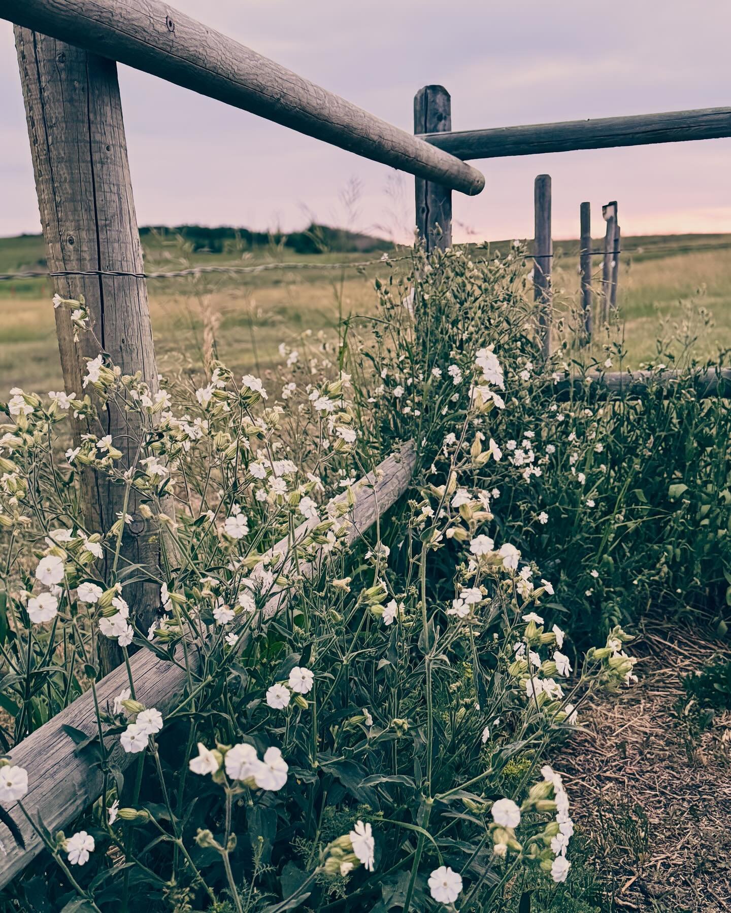 🦋June on the farm🦋

Hope you all have a good night ✨

#foothillscountyalberta #countrylife #homestead #lifeonthefarm