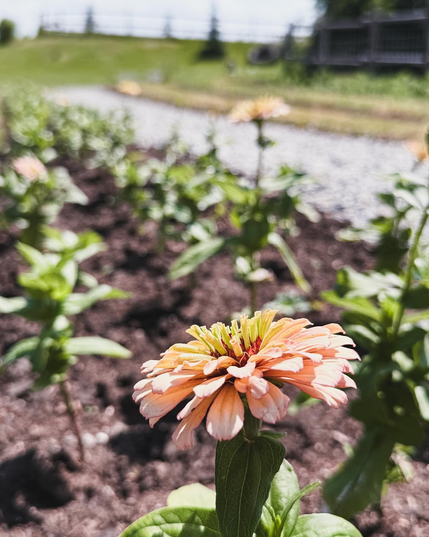 How uplifting to find our first zinnias coming to life with their bright, little faces stretching up towards the sun. 

Before long our entire field will be in full bloom and I&rsquo;m very eager to announce an opening date! 🌸🌸🌸

#okotoksflowers #