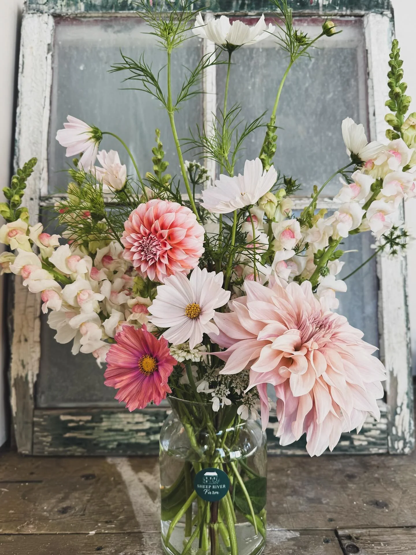 The queen of dahlias has started to bloom! The caf&eacute; au lait is truly striking and probably my favourite dahlia with its soft blush, buttery petals that slightly twirl at the heart of the bloom. 

They&rsquo;re also quite massive and of course 