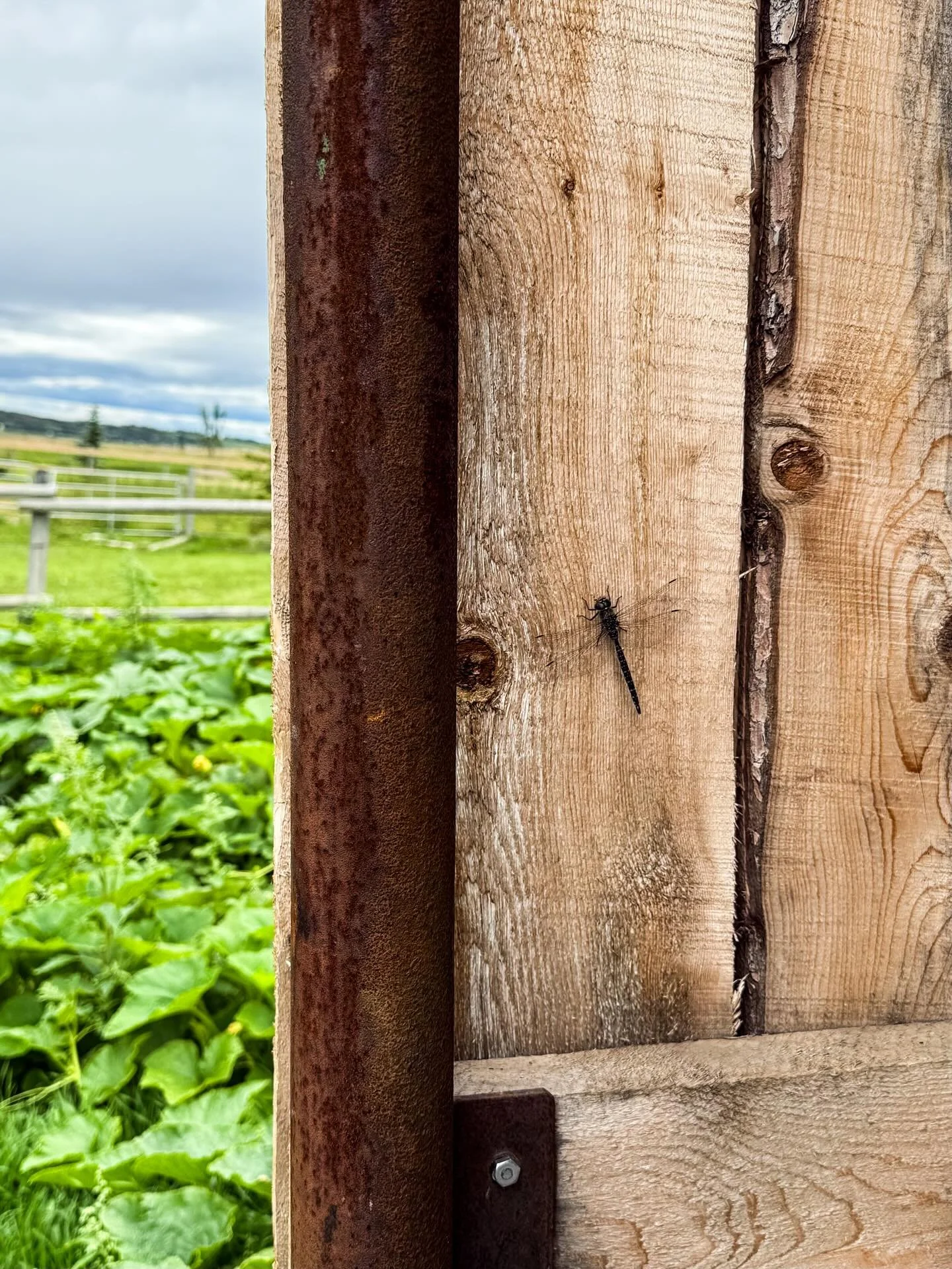 Little, magical moments I&rsquo;ve taken the time to savour over the weekend, amidst the hustle to wrap things up before our first u-pick visits coming this week! 🌺🌺🌺

While working on transforming the horse shelter in the flower patch, a friendly