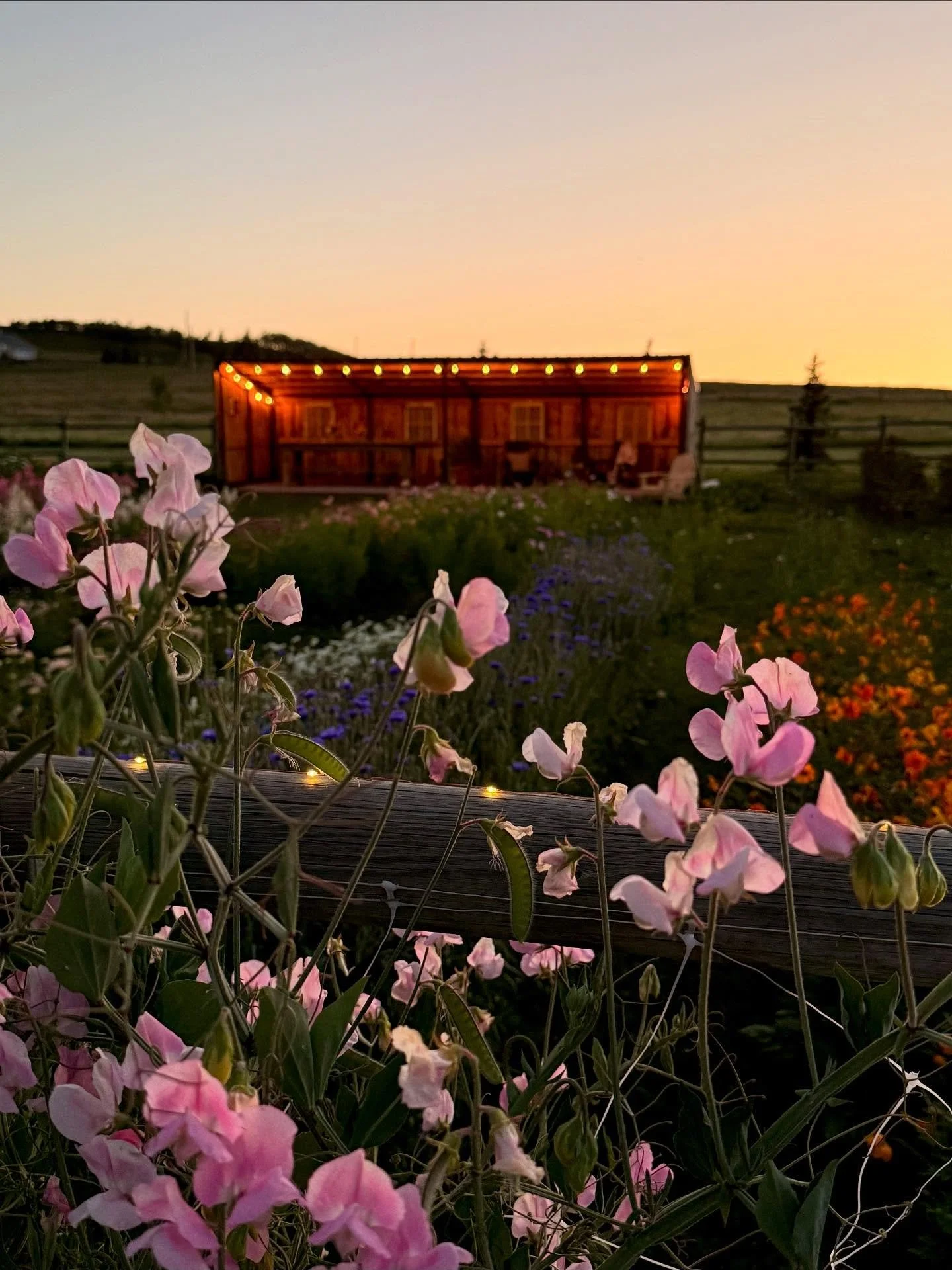 Wishing you all a peaceful and restful night. 

From the flower patch, 

✨ Goodnight ✨

#albertaflowerfarm #sheepriverfarm #magicalgardens #foothillscounty #flowergarden #upickflowers #dreamy #summerevenings