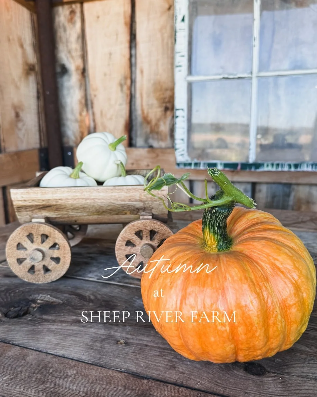 🍂Autumn has come ever so softly&hellip;🍂

September has been favourable for our flower patch, and our fall bouquets filled with sunflowers, amaranth, coral and red zinnias, as well as sprigs of velvety scabiosa, truly set a cheerful, autumnal mood!