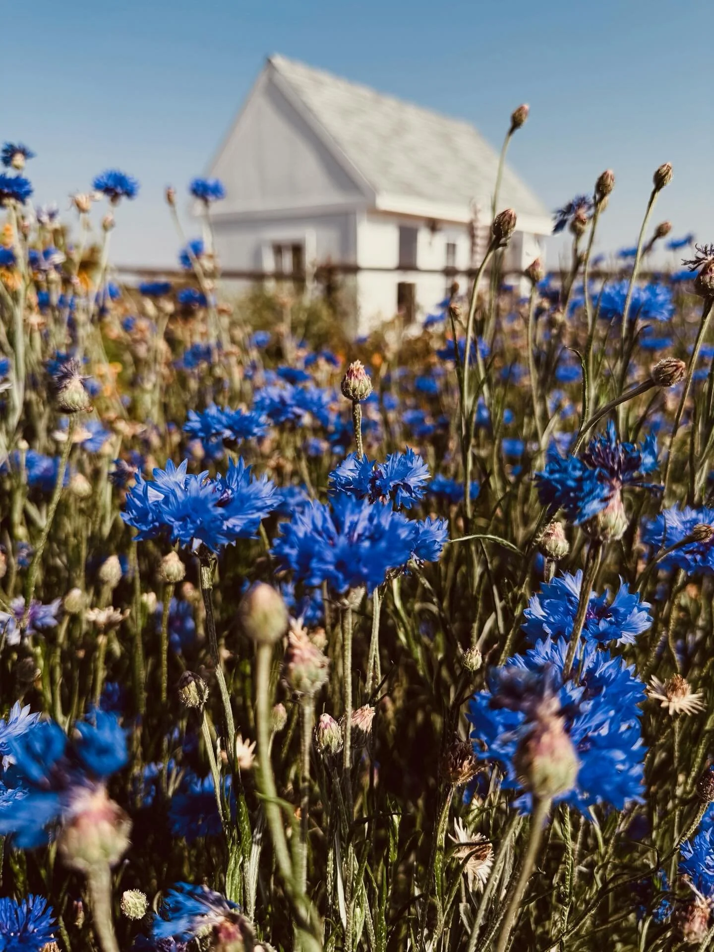 Warm sunny days are quickly fading, soon brisk winds and cooler evenings will prevail.

While some flowers are tired out, others are still giving their all and we&rsquo;ll continue to offer bouquets for as long as we can. Part of the gardens are read