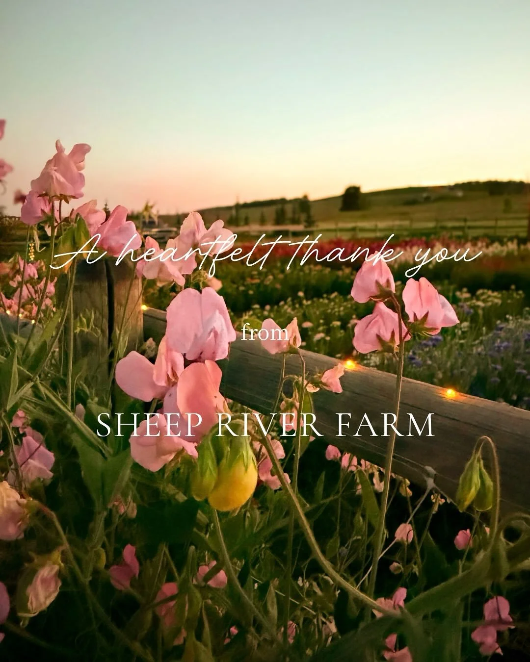 Of all my gardening seasons, this one was by far my favourite. For the first time, we welcomed fellow flower enthusiasts to the farm to pick blooms and experience the magic of our flower patch. 

As I end this season with an abundance of gratitude, I