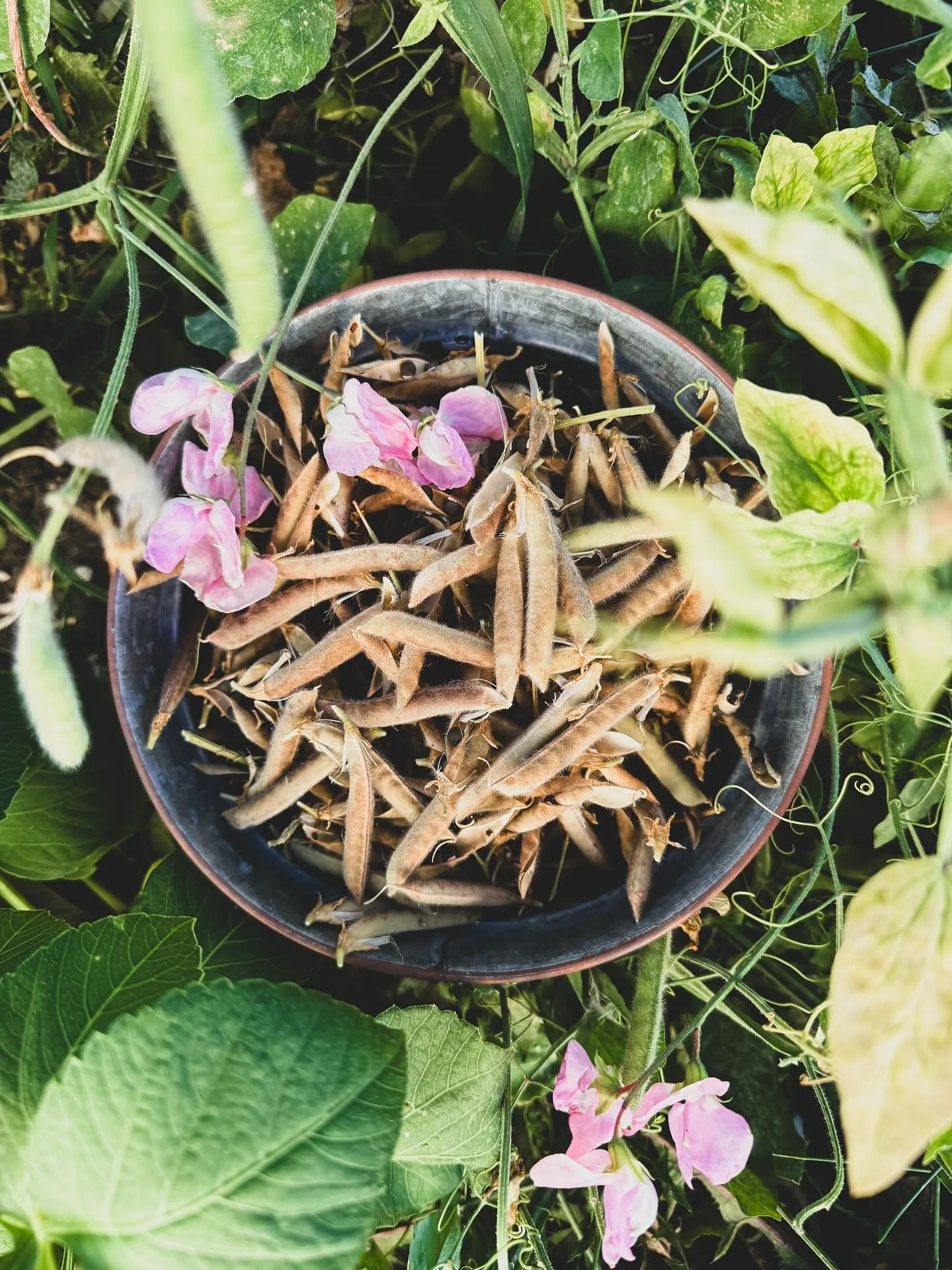 One of the most charming, romantic and fragrant blooms planted in our gardens this year were sweet peas. Wandering into the flower patch we always found ourselves greeted by their exquisite fragrance and tender green vines wildly climbing up the weat