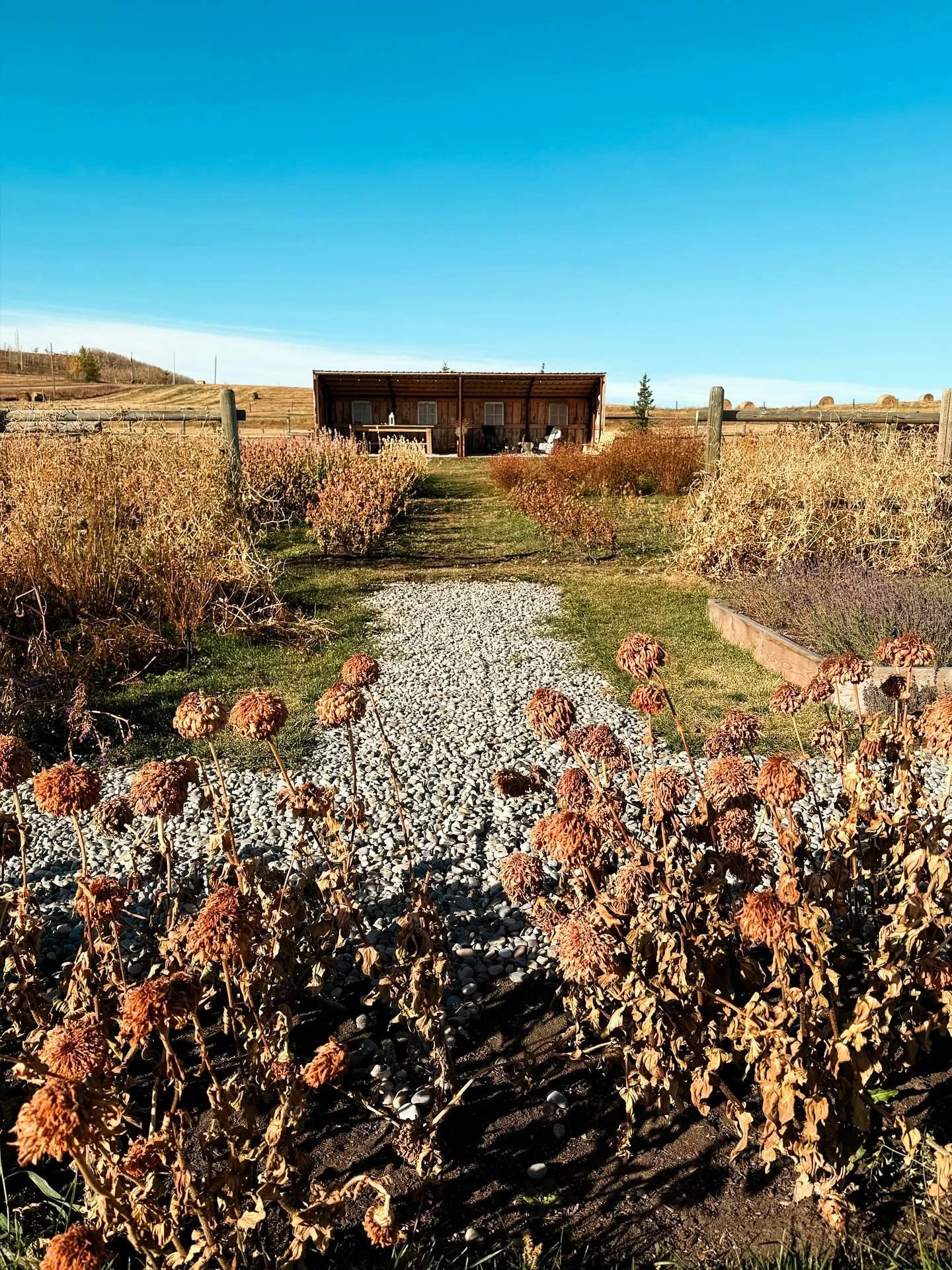 A warm autumn exhale is upon us and how marvellous it was to simply wander through the quiet gardens this morning. Even though all annuals have now turned to rich, golden brown crisps, they can be quite interesting to observe. Little Rae came along f