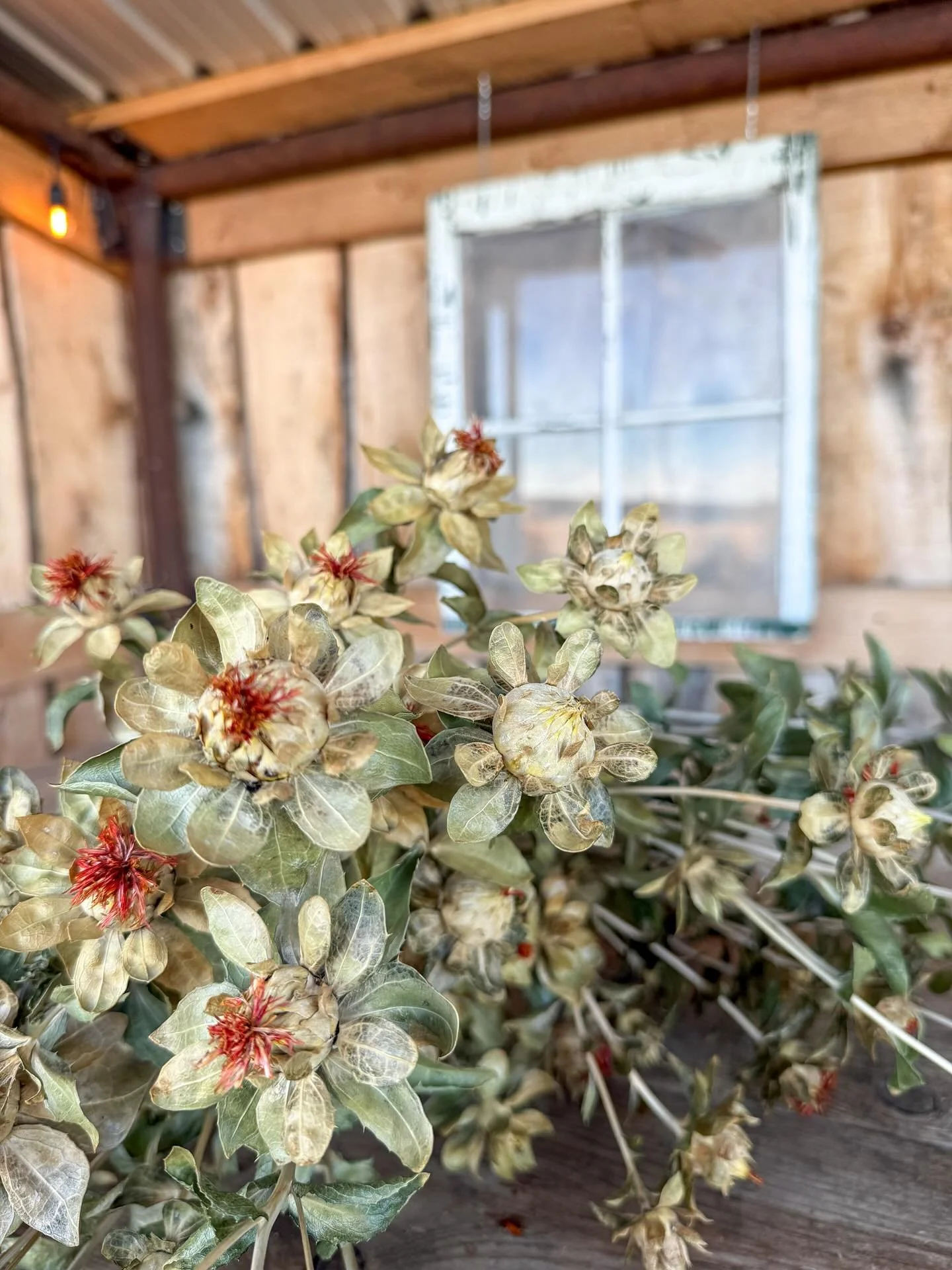 Yesterday was simply the most beautiful November day&hellip; birds happily chirping and the slight breeze carried a feeling of the warmer, early autumn days. 

While in the old horse shelter removing decor for winter storage, I noticed a few safflowe