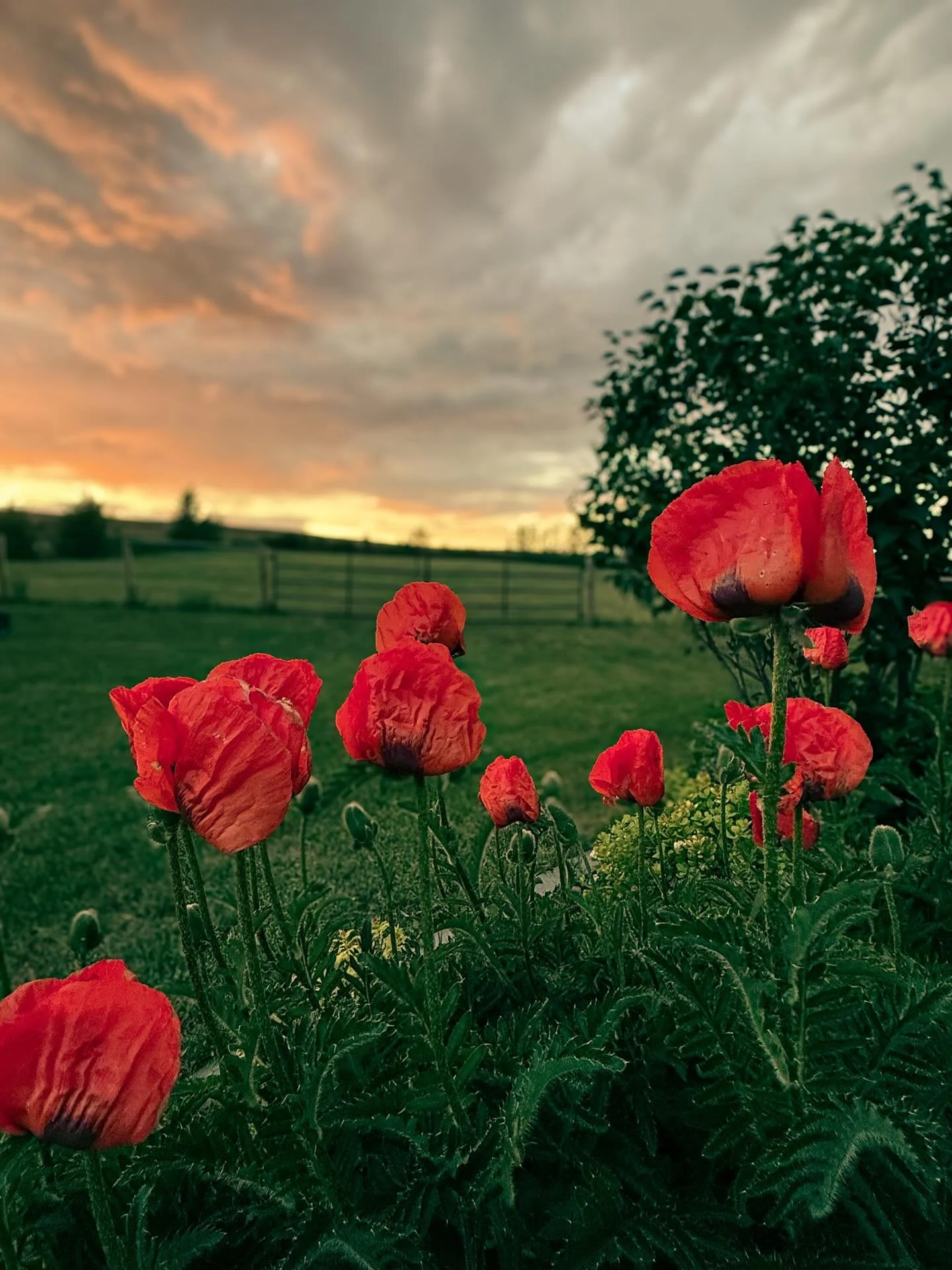We honour and remember the sacrifice of those who fought for our values and freedom and those who continue to serve our country today. 

Crimson poppies have become an enduring symbol of remembrance as they grew among the graves left by battles in Eu