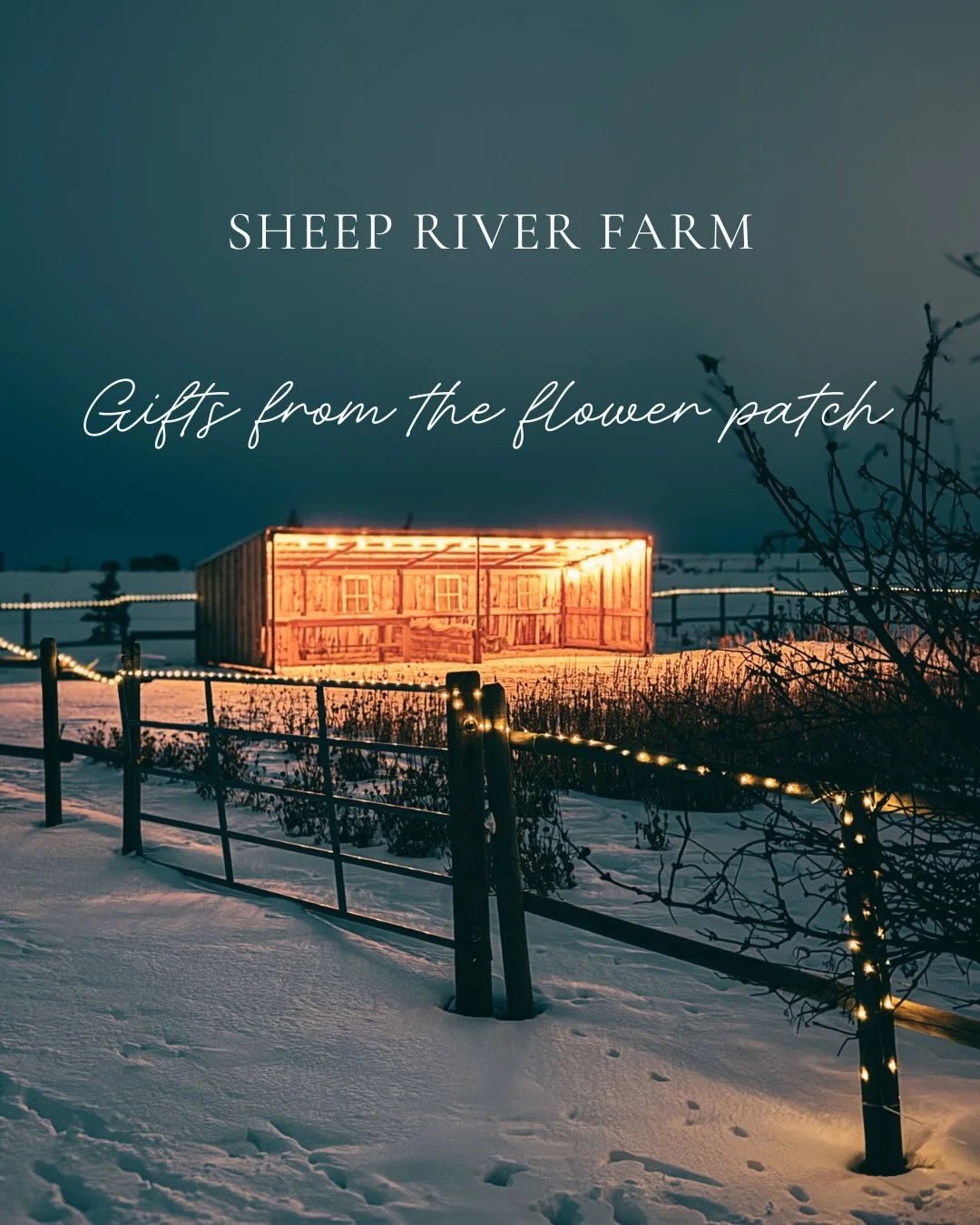 Snow has travelled on the Northern winds and has blanketed the flower patch with a soft white throw. It is still a place of wonder, but now filled with wintery magic. Our flowers have been kind and generous this fall, gifting us with an abundance of 