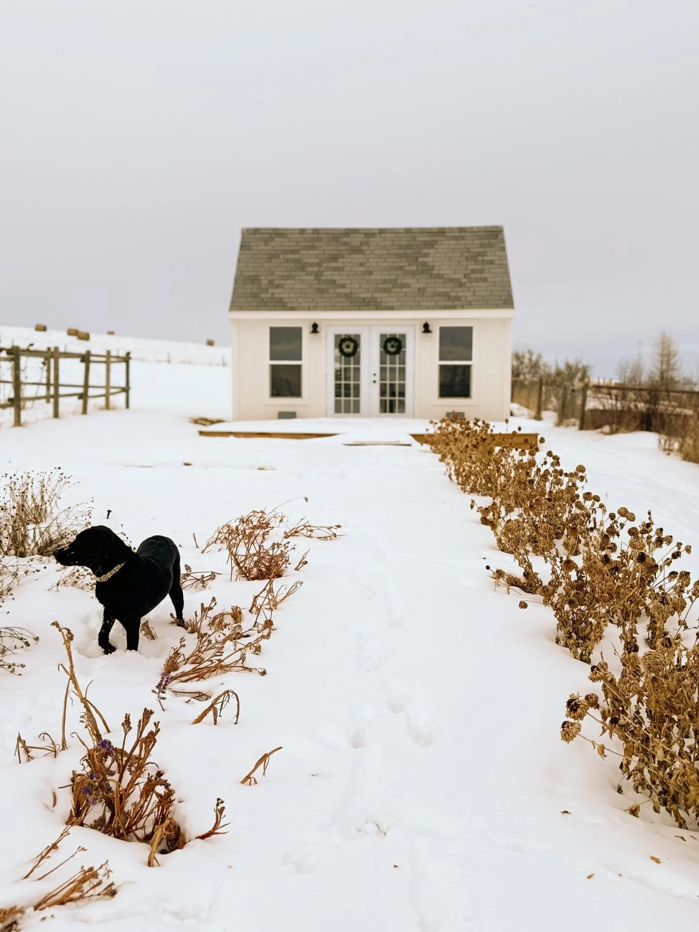 And just like that Christmas is almost here&hellip; 🎄✨

December has had many mood swings - snowstorms, Chinook winds melting all the snow, balmy days, fog, sunshine, and snow again&hellip; Guess we'll be having a white Christmas after all!⛄️⛄️⛄️