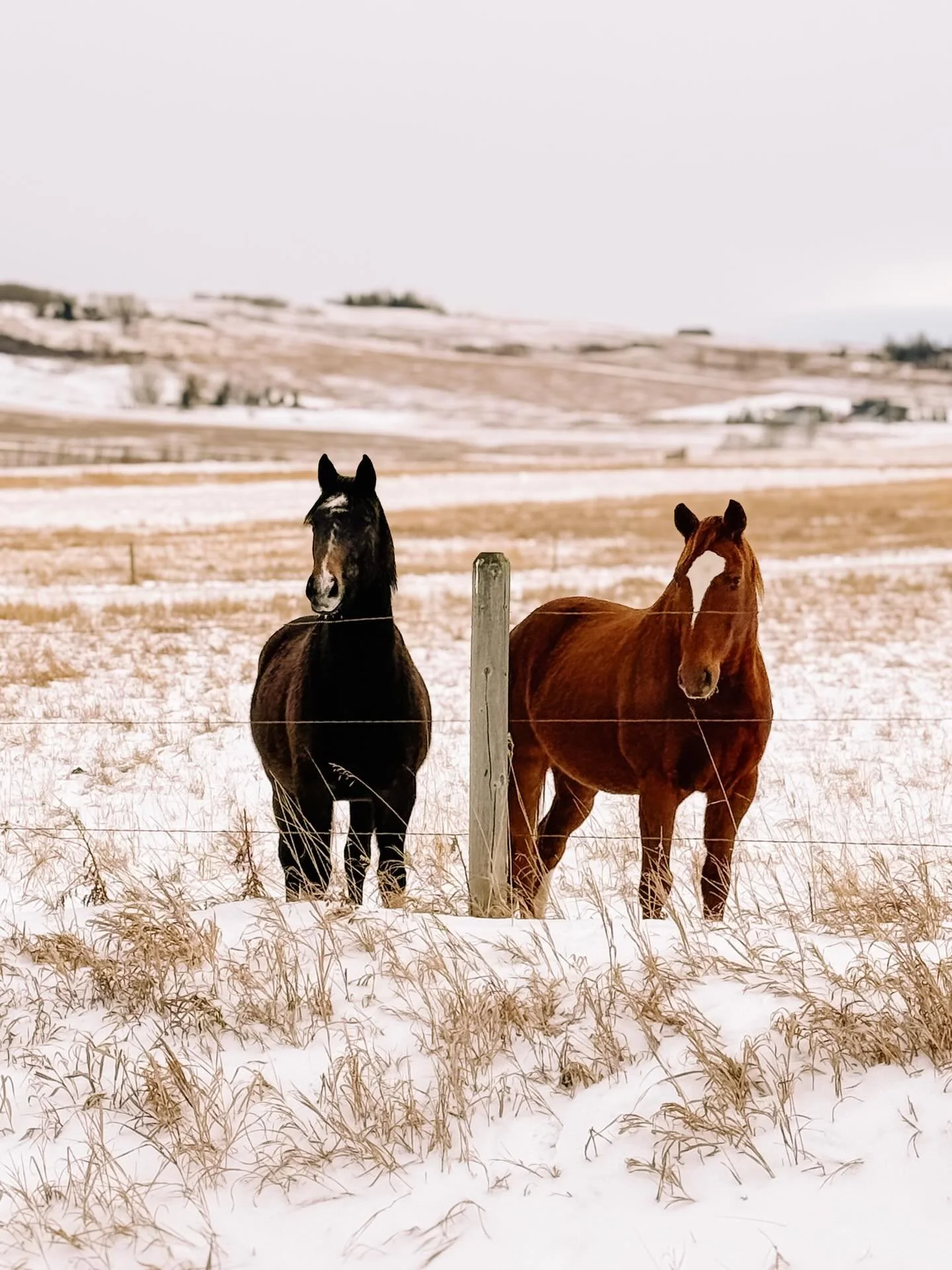 🎄🤎Happy holiday moments at home🤎🎄

From the hustle and bustle to quieter days, I
think some of the best memories happen in the &lsquo;in between&rsquo;.

Little moments of solitude. 
Walks on our quiet road. 
Early mornings greeted by a candle an