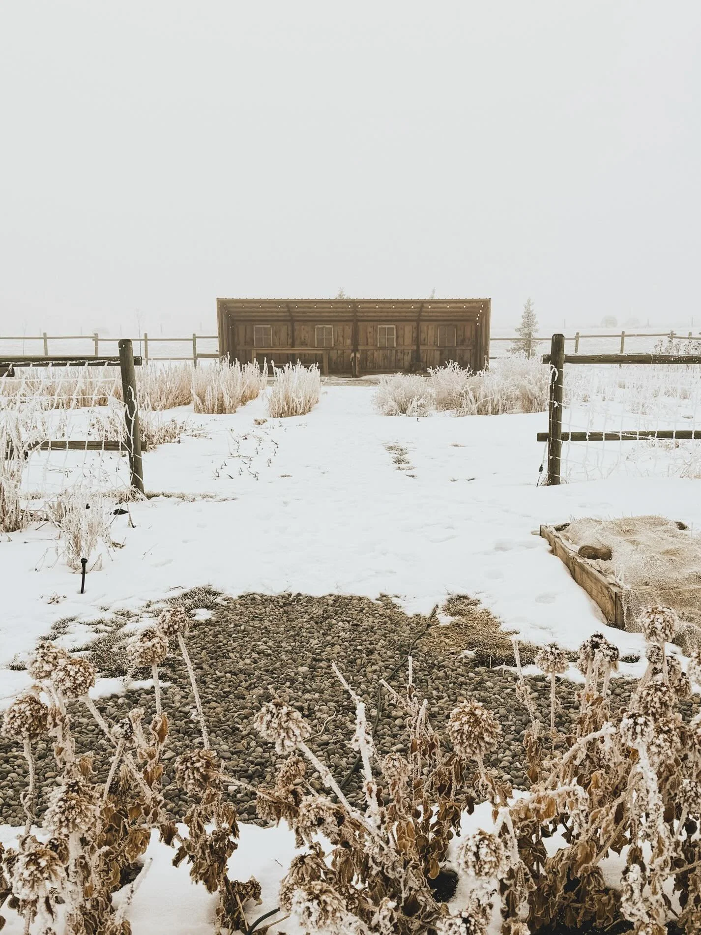 ❄️Foggy and frosty days in the Foothills❄️

On New Year&rsquo;s Eve, the skies were clear and mild winds seemed to promise good weather. 
My plan for the first morning of the year was to walk up the hill from our home and capture the majestic snowy R