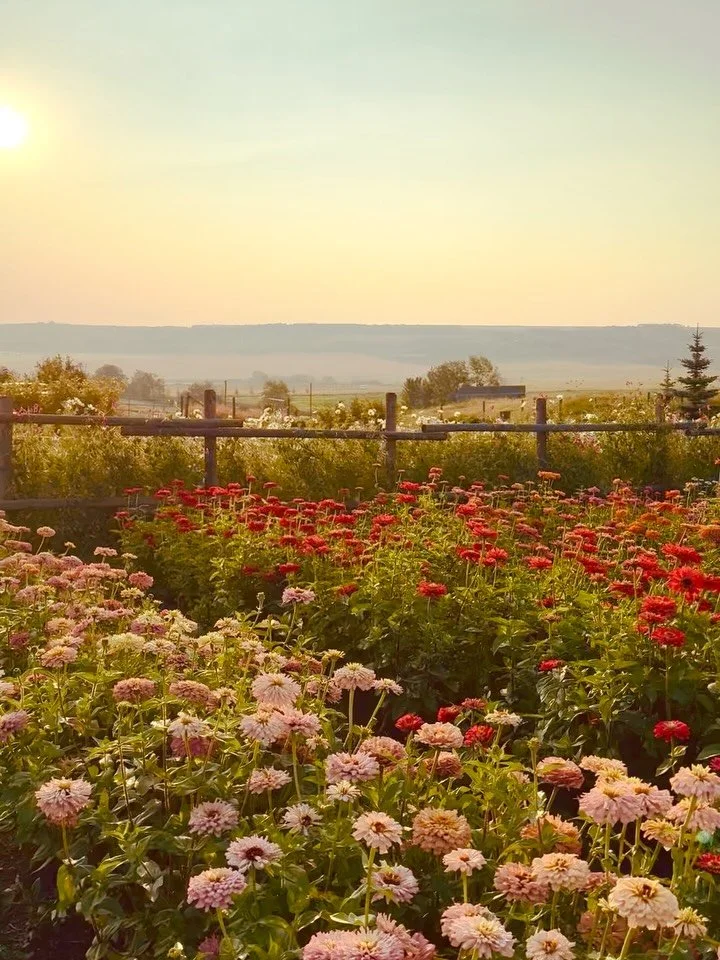Recently, I&rsquo;ve been posting about the changes that have taken place at the farm. Designing the gardens was an important part and I hoped to capture the unique spirit of southwestern Alberta, while incorporating bits of my French roots and a far