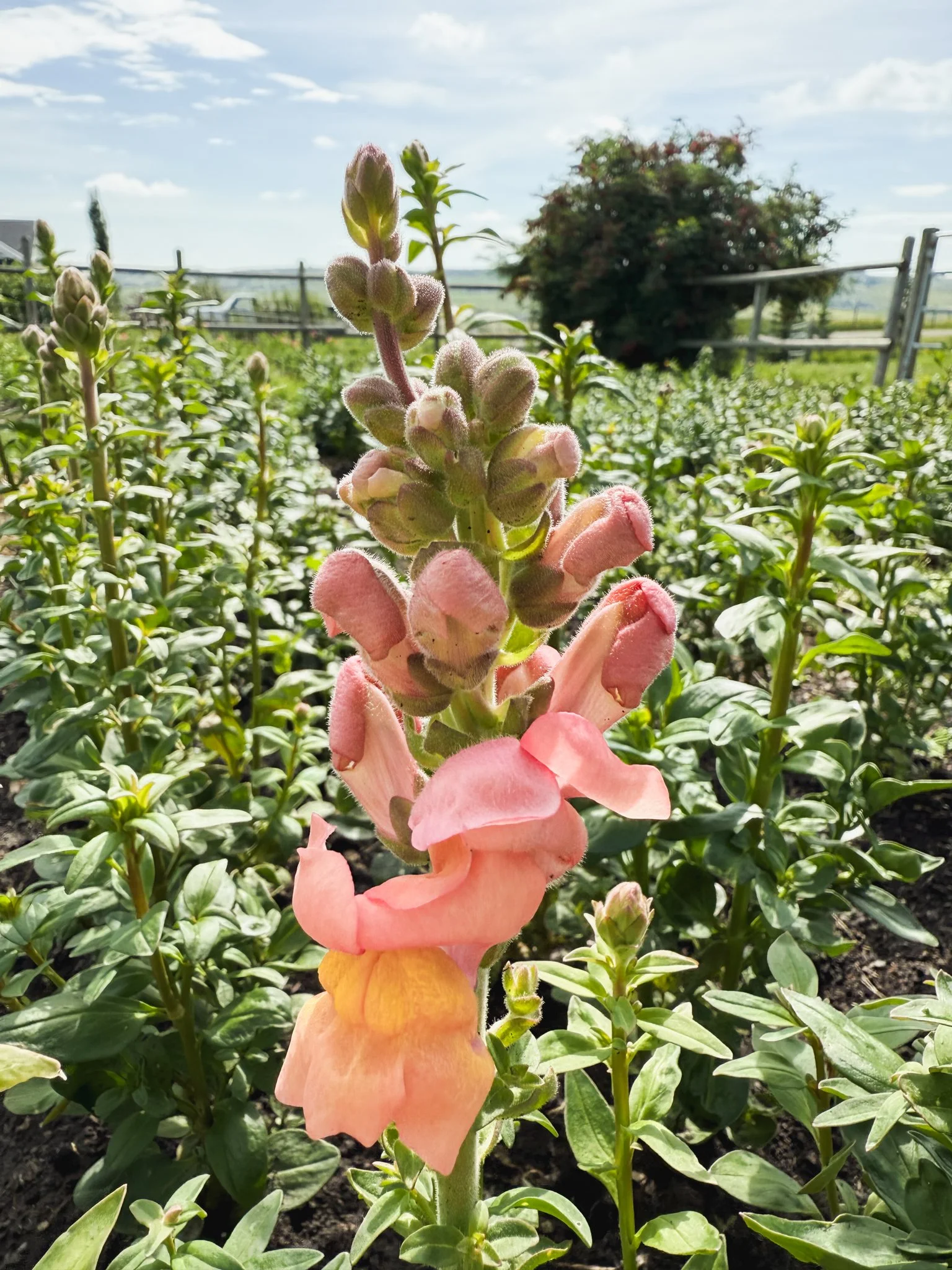 How to Grow Snapdragons in Zone 3 — Sheep River Farm - Alberta Flower Farm