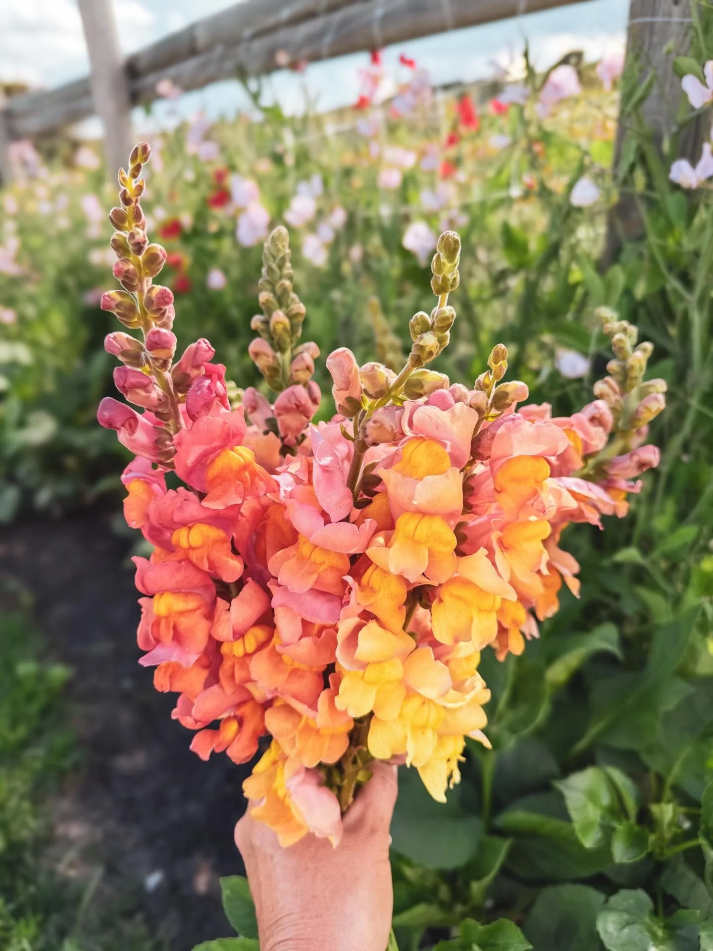 Snapdragons have always captivated me with their distinctive appearance and vivid range of colours. I named our seed mix &ldquo;Prairie Sunrise&rdquo; since they were harvested from our varieties in bronze, peach, tangerine, rosy, and cherry shades. 