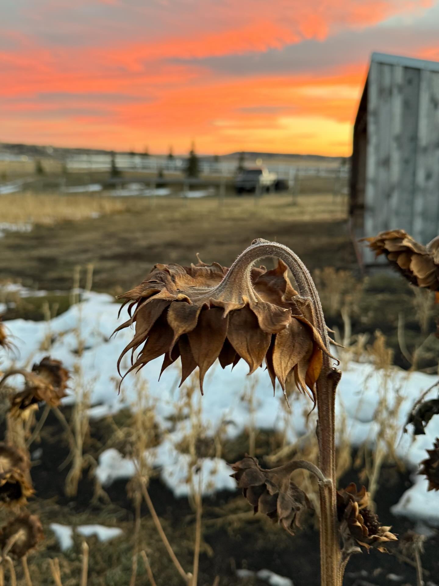 Just a few thoughts on a January day. I was outside having a look at my space, fed my chickens, collected gorgeous eggs. Looked at the marvellous sky as the sun sailed on westward. 

I am grateful for my life, for the little moments drenched in sun.
