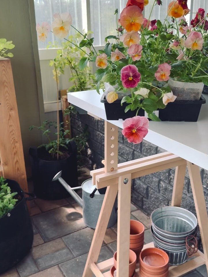 Pansies are the sweetest and most romantic little blooms that always bring back childhood memories. The name &ldquo; Pansy&rdquo; was derived from the French word &ldquo;Pens&eacute;e&rdquo; which means &ldquo; thought&rdquo; as the flower was a symb