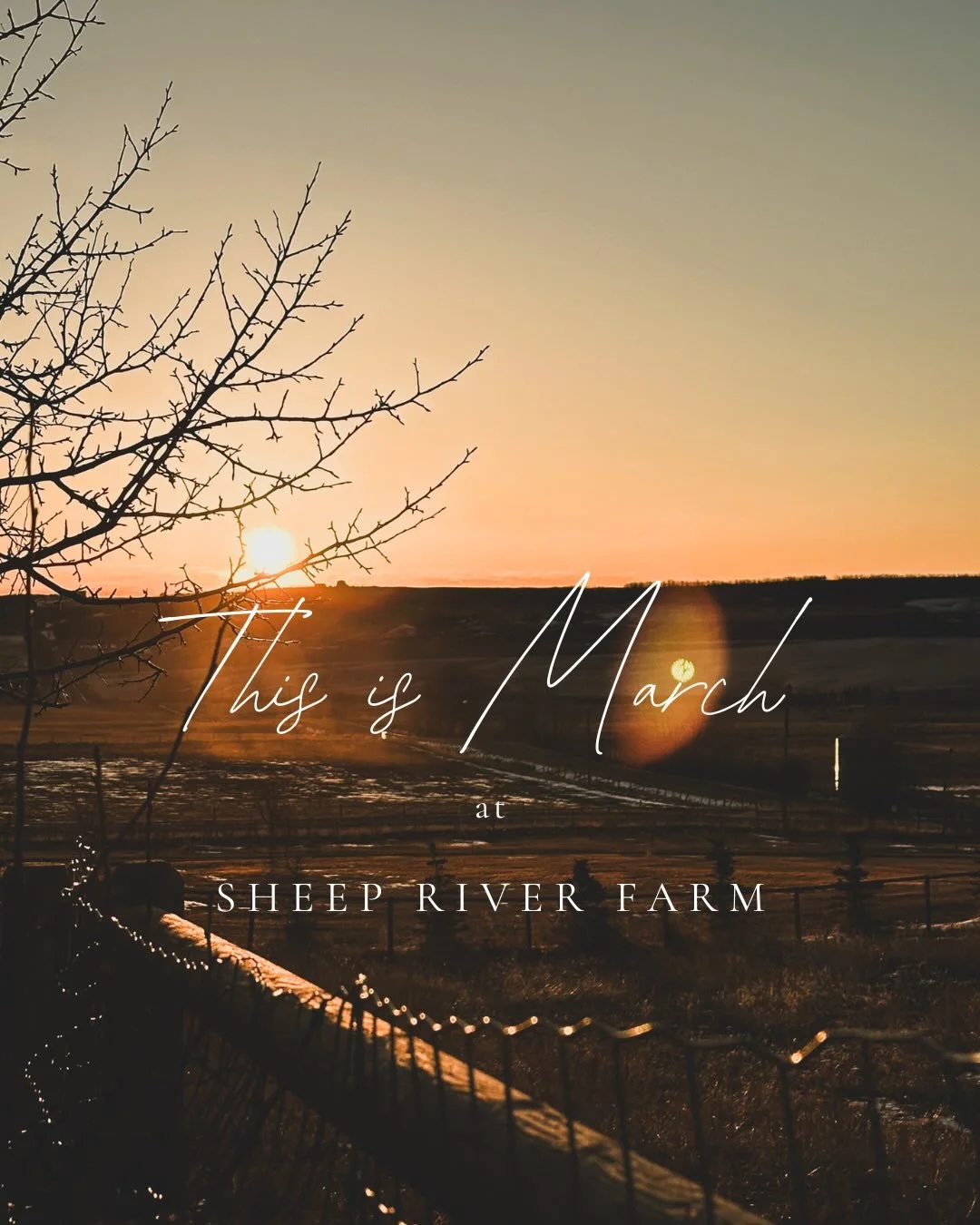 What does March look like at our flower farm in plant hardiness zone 4?

It&rsquo;s a busy month, even if I&rsquo;m not working outdoors yet&mdash;it&rsquo;s still very cold out with a mix of snowy and sometimes mild, sunny days. 

But indoors, seeds