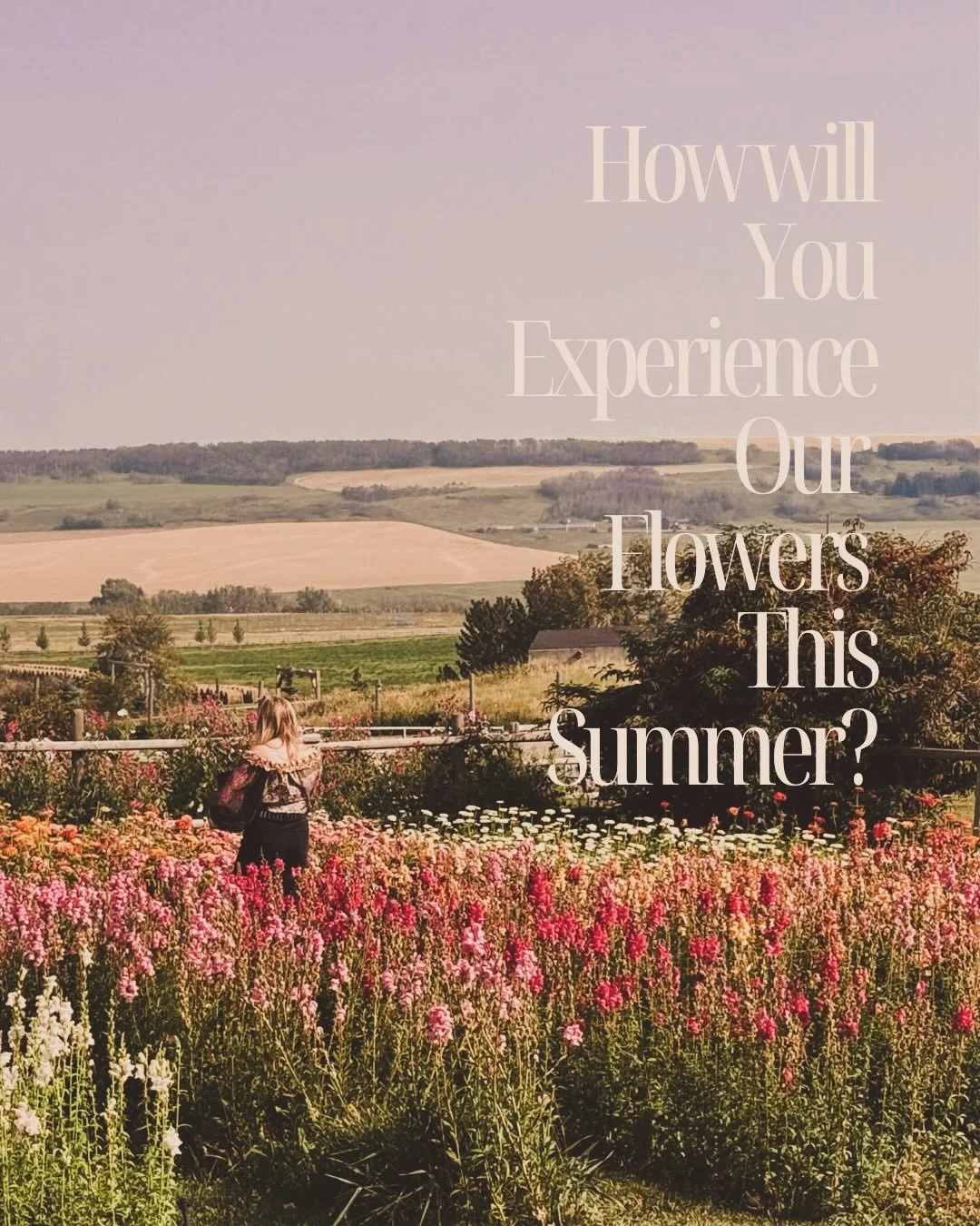 Tucked away in the foothills of Alberta, you&rsquo;ll discover a charming haven where romantic blooms meet the rustic spirit of rural life. We cultivate a lovely selection of cut-flowers on our farm every summer and our offerings include stunning blo