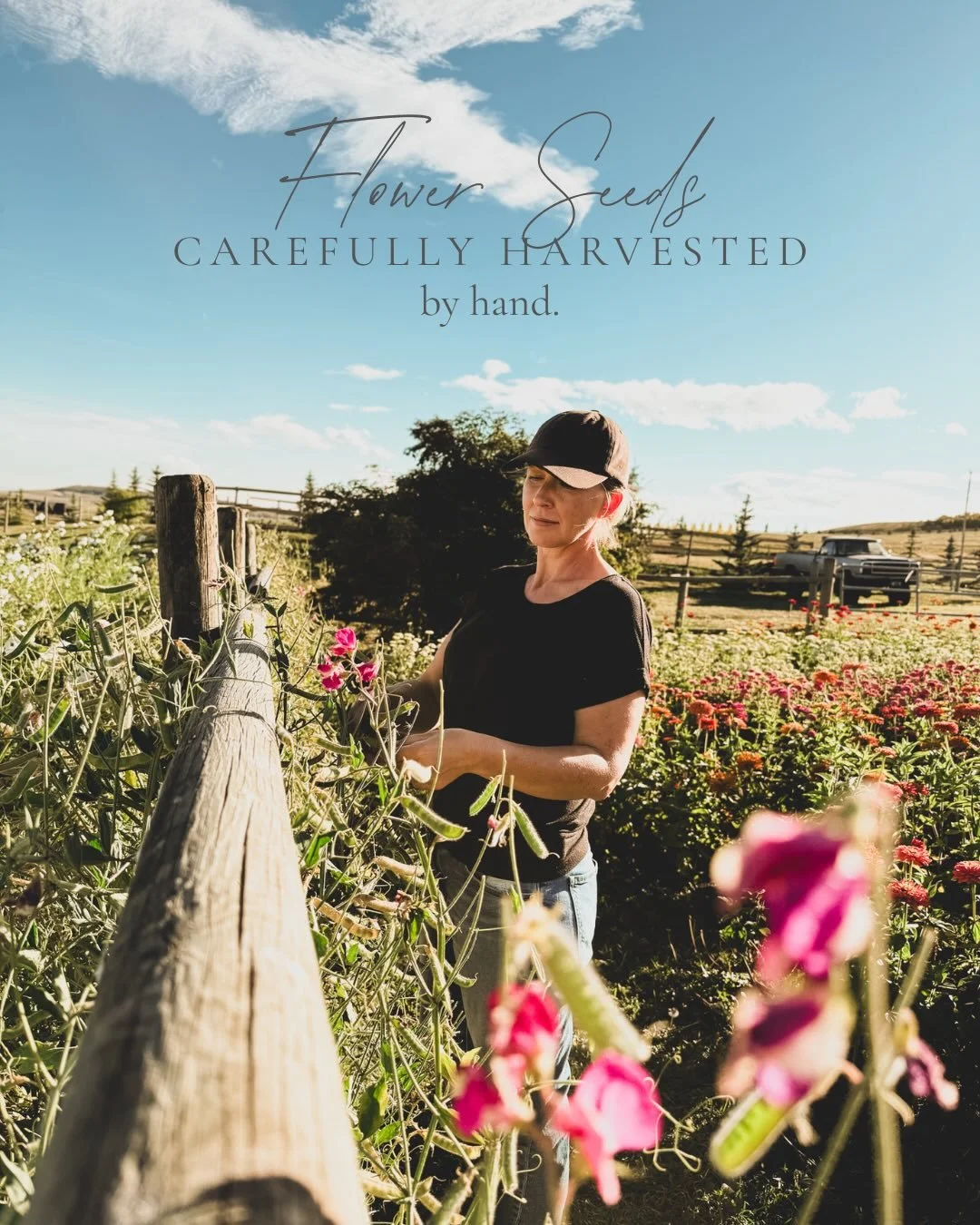 It doesn&rsquo;t feel like home until you plant flowers&hellip;

All of our cut-flower seeds are carefully harvested by hand, ensuring quality and the sustainability that our small farm is proud to offer. 

We source our seeds exclusively from our bl