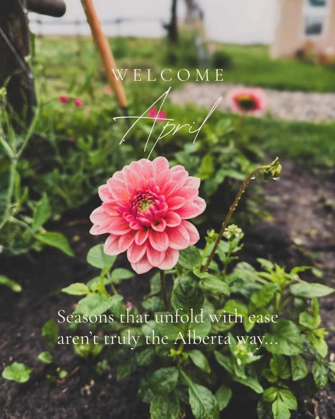 April has come with snow on her path. But we are grateful for any type of precipitation out here in the Foothills.

There have been years where spring began with drought and wildfires, so a little snowfall is always welcome.

As we know, real seasons