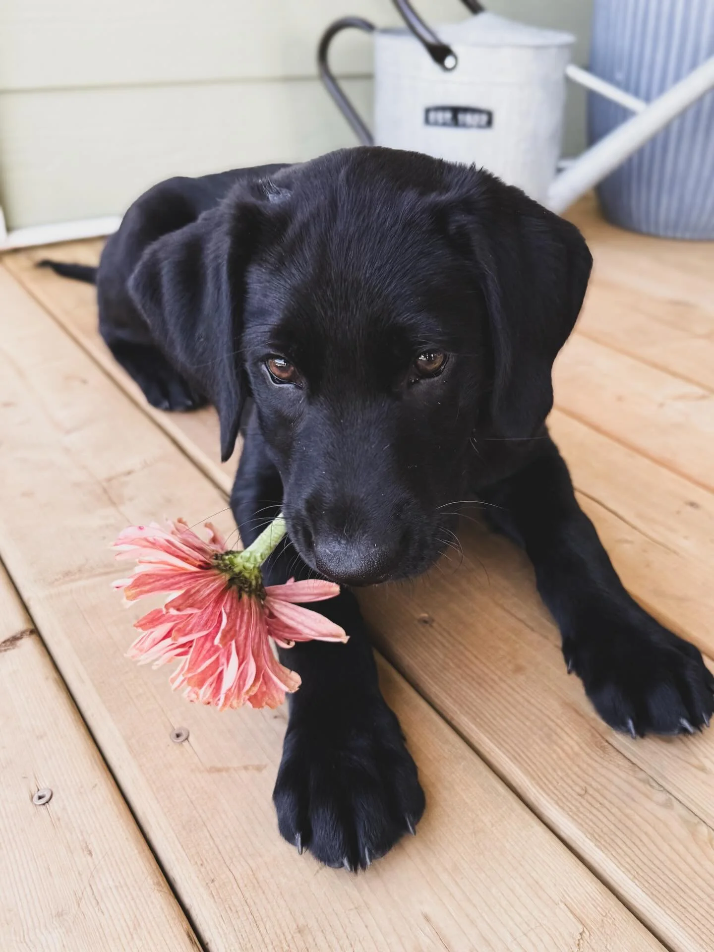Happy 1st Birthday Rae! 🎂🐾💕

Since the moment we&rsquo;ve brought her home, Rae has been a loving, spirited and feisty girl, with the inability to sit still for a moment. 😂

The first pictures were taken last August, when I thought it&rsquo;d be 