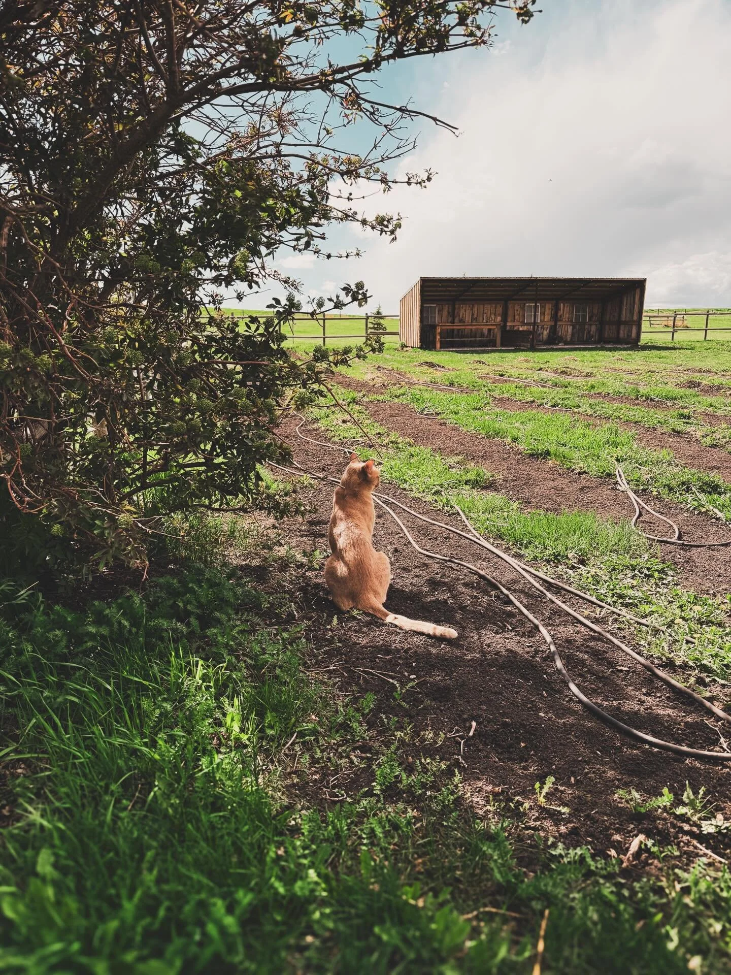 Just when you think it&rsquo;s safe to start transplanting your seedlings in the garden, the northern winds make it known that&rsquo;s it&rsquo;s not quite ready to give up the fight. 

For nearly two weeks, there was a mellow feeling of summer at ou