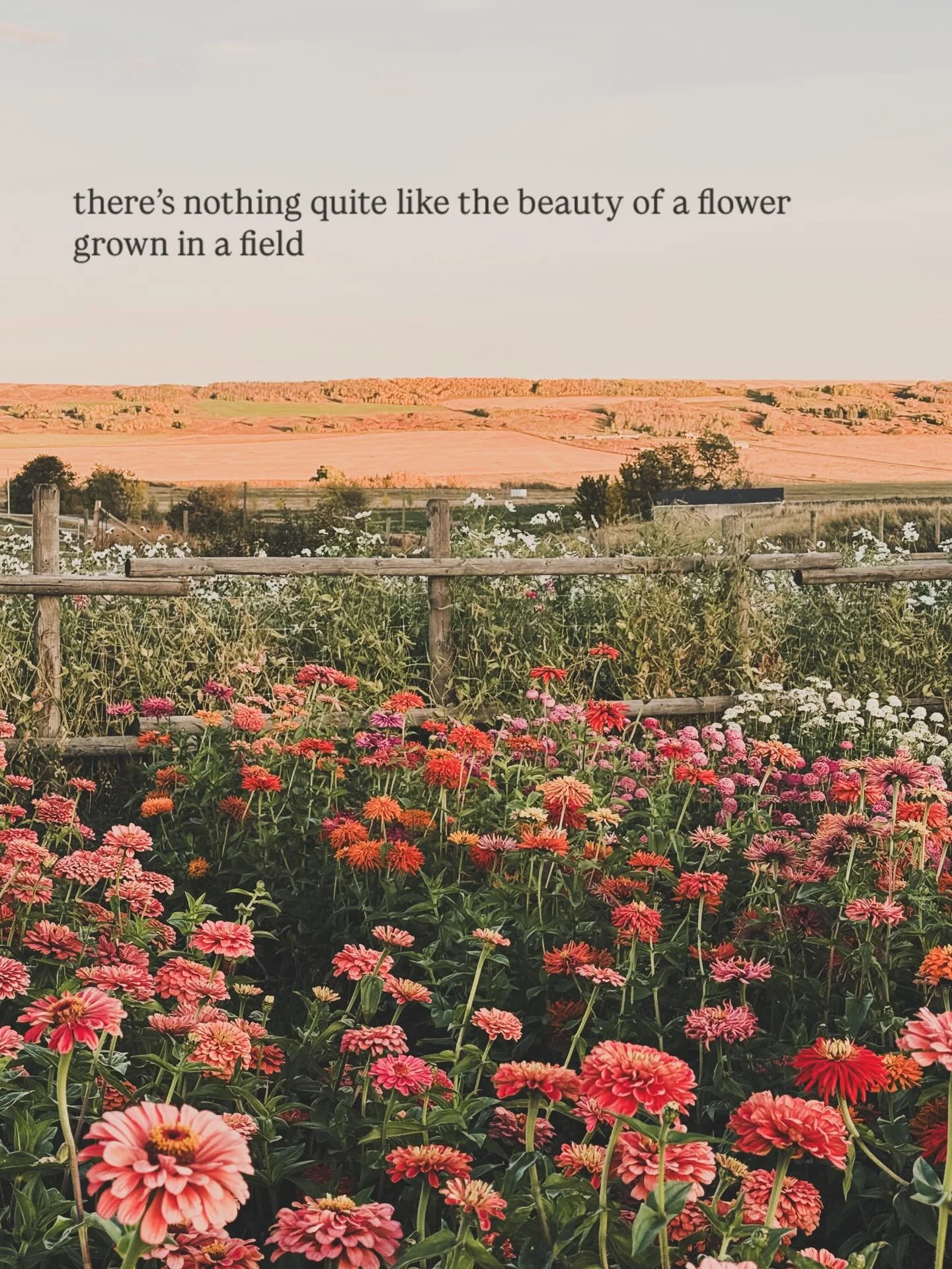 There&rsquo;s nothing quite like the beauty of a flower grown in a field. It has this organic feel to it, like it has a spirit of its own. 

Their colours may be soft and muted or vivid and earthy, but within each one of them lies this vibrant energy