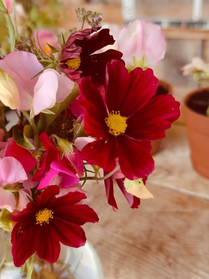 Out here in the foothills of Alberta, the growing season has taken a few hits. And yet, many blooms have managed to survive the hail storm that occurred a few days ago. 

I am in love with the Rubenza cosmos with its deep reddish colour that mellows 