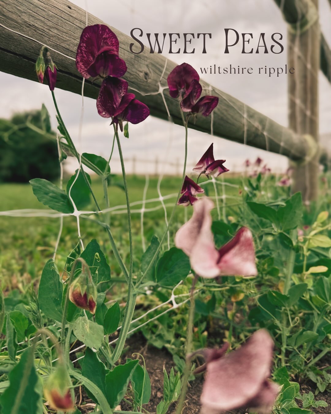 How marvellous it is to witness the first new blooms in the flower patch, from old favourites to new beauties that I&rsquo;ve never grown before. 

The season is coming along perfectly and my expectations appear to be right on track. Our first floral