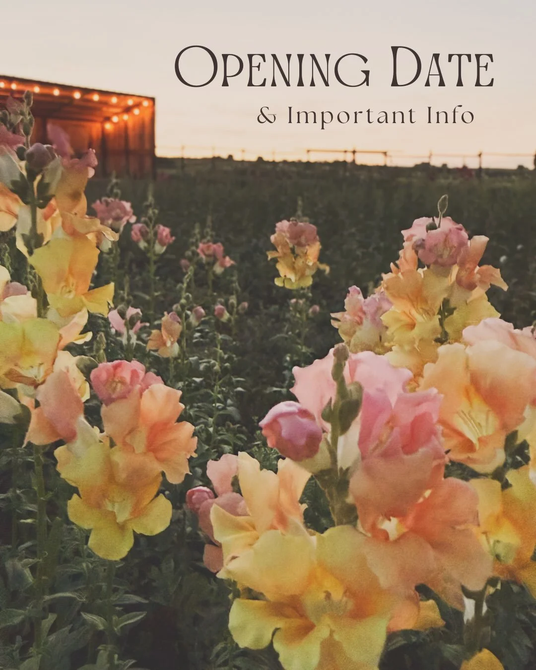 Dear friends,

The flower season will kick off on August 5th with the collection of the first floral subscriptions of the year. Pick-up will be held at the farm on Wednesdays from 3pm to 6pm.

Bouquets, arrangements and bulk flower sales will be avai