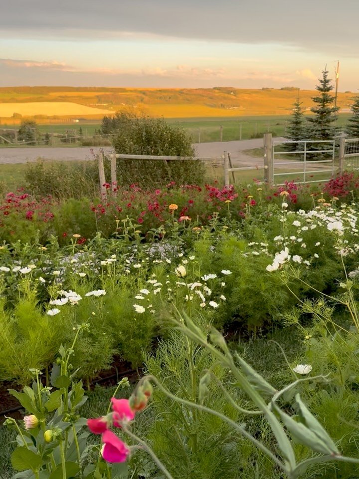 August is fading, the sunlight is softer, and yet our days remain warm. Evenings come a little earlier, gently signaling the unmistakable shift toward September. 

Once more, the gardens have brought pure delight, with an abundance of flowers, wholeh