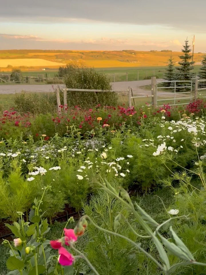August is fading, the sunlight is softer, and yet our days remain warm. Evenings come a little earlier, gently signaling the unmistakable shift toward September. 

Once more, the gardens have brought pure delight, with an abundance of flowers, wholeh