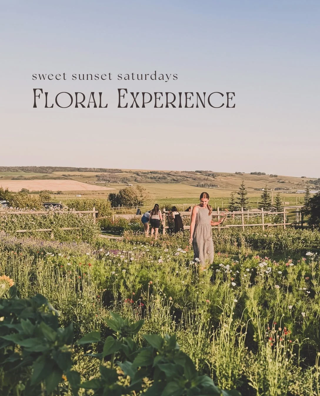 Tucked away in the foothills of Alberta, you&rsquo;ll discover a charming haven where romantic blooms meet the rustic spirit of rural life. We cultivate a lovely selection of cut-flowers every summer and we invite you to join us for the last immersiv