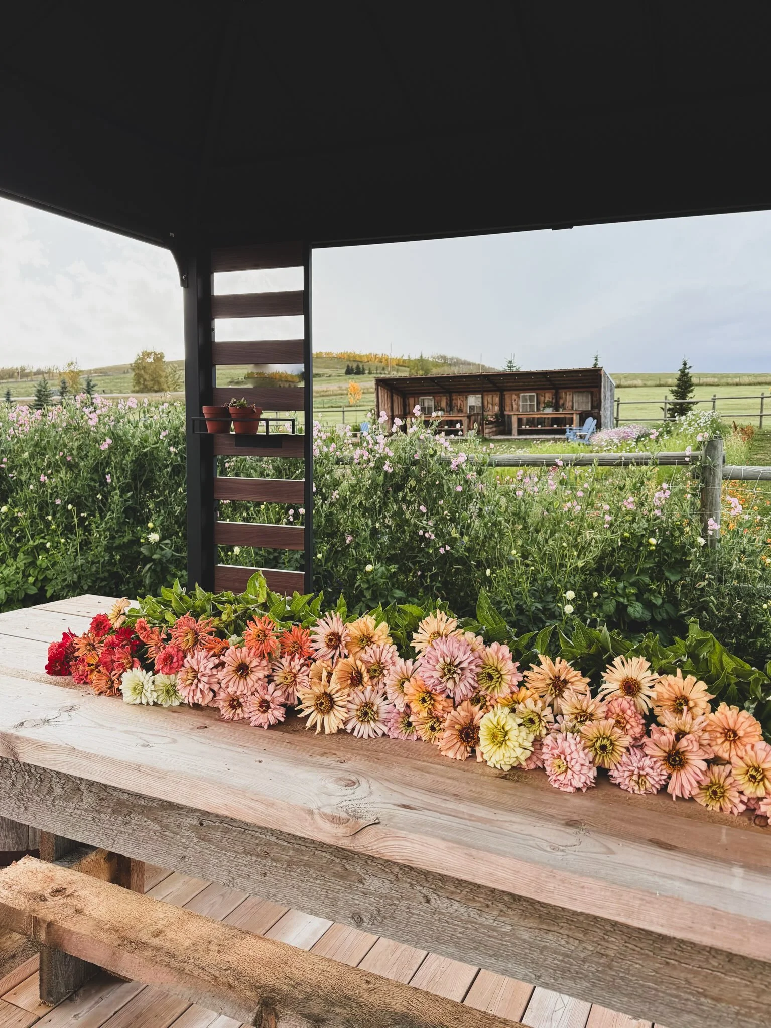 Yesterday morning, we hosted our last event in the flower gardens for the 2026 season. It was cool, even with the little windows of sunshine that appeared now and then through the clouds.

A persistent autumn chill could be felt in the air all day lo