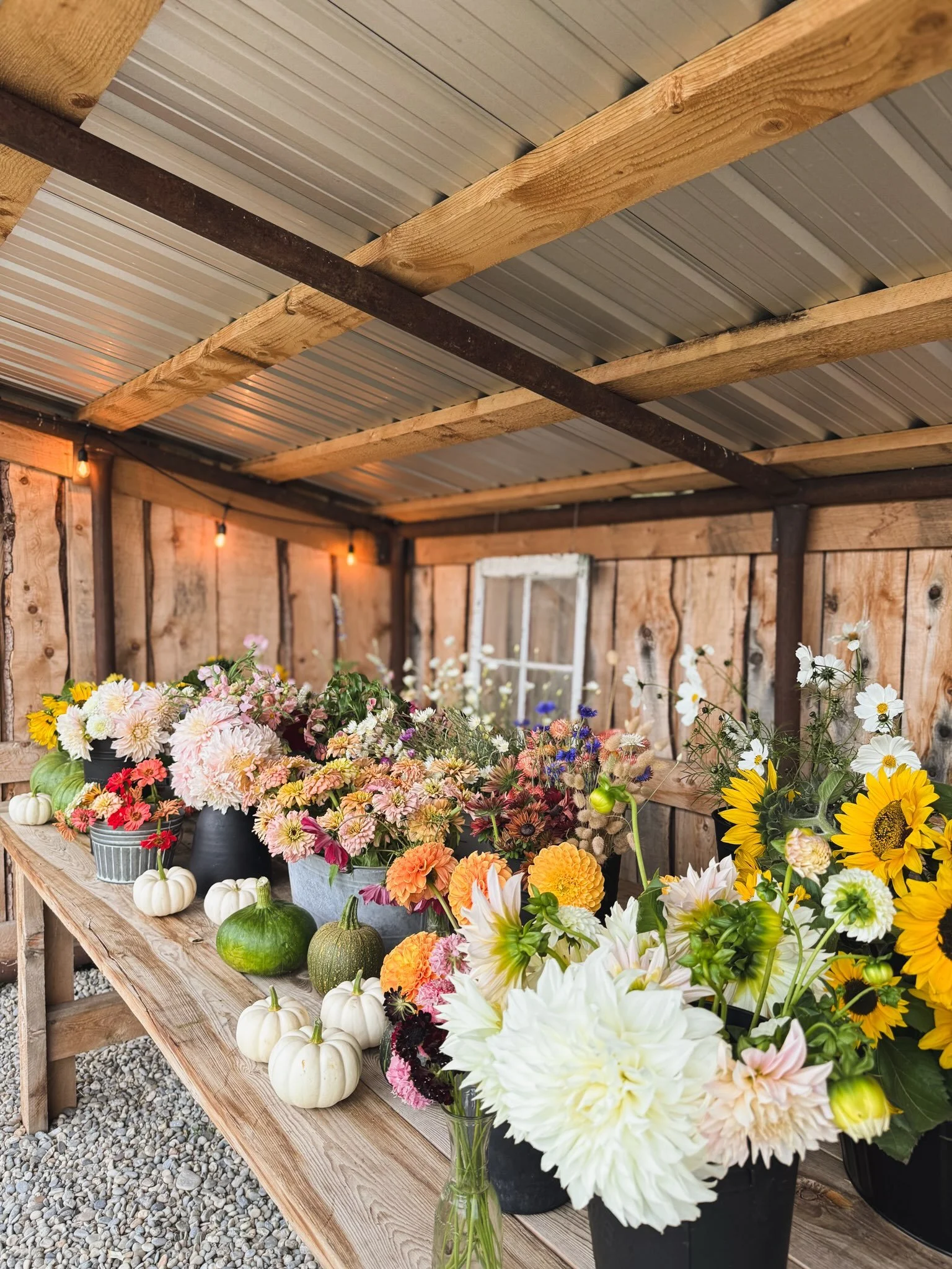 After the last harvest, I spent some time this week documenting the blooms I favoured most this summer, those that were productive, the ones that tolerated heat waves and drought the best, as well as those that seemed hardiest when the first frost ca