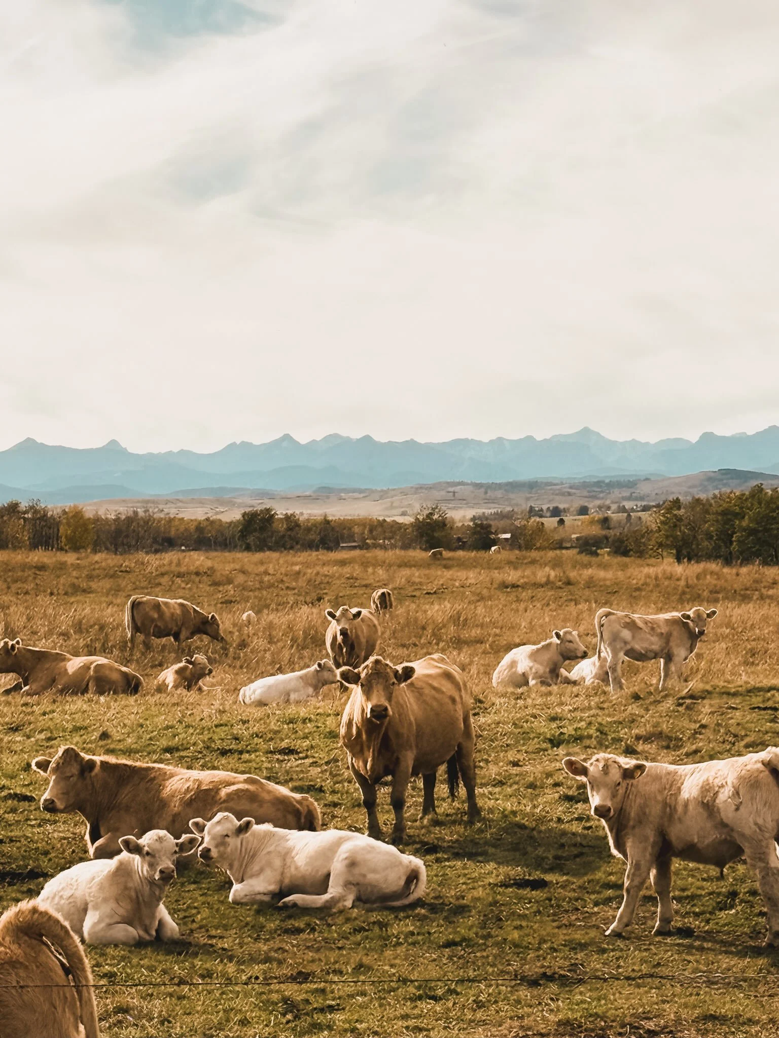 The days have been full with the last outdoor chores of the season, yet touched by a welcome quiet. I&rsquo;ve eased into a slower rhythm, stealing moments to take in the rugged beauty of the Foothills at this time of the year. 

The week began with 