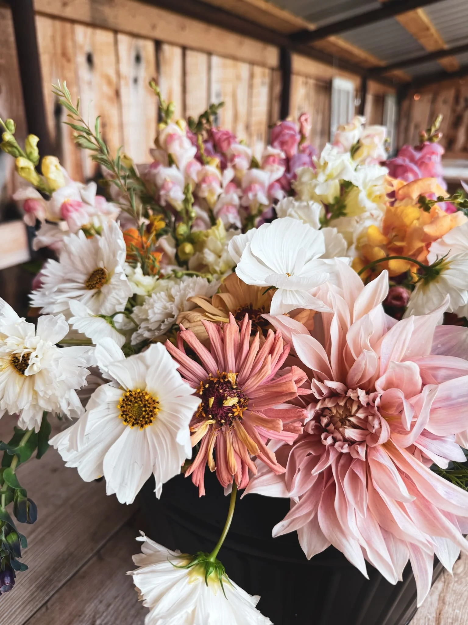 It seems the next growing season always calls for preparation much sooner than expected and I now begin the process earlier than I used to. 

Today, I found myself going through all the photos of the blooms that we grew this past summer to select wha