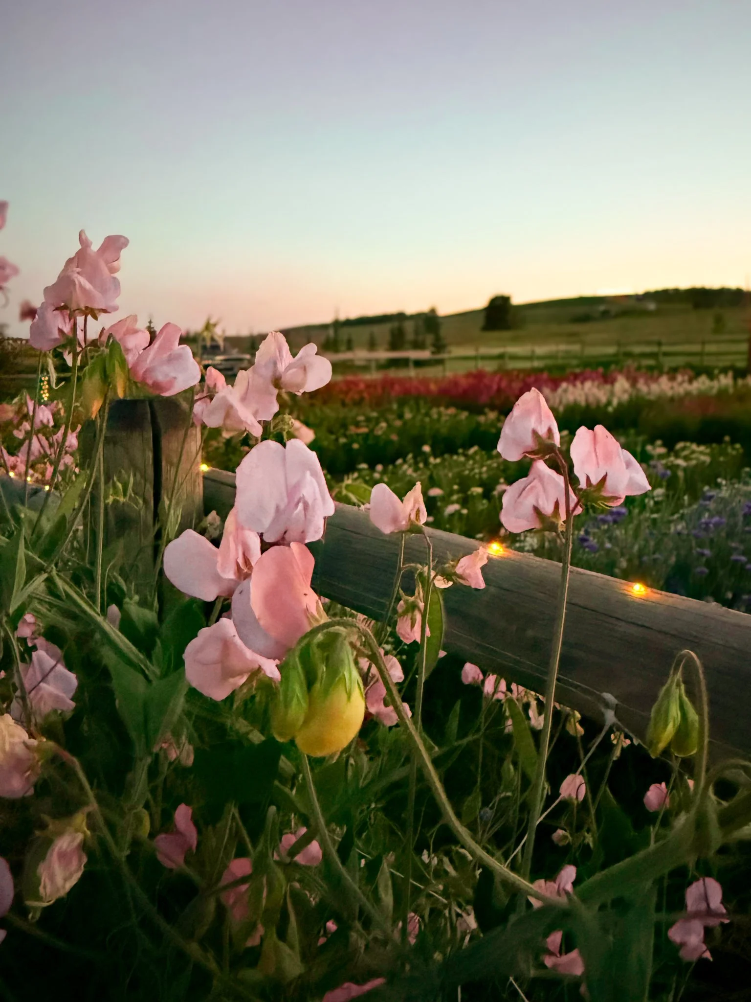 Sweet Sunset Saturdays at the Farm Floral Experience