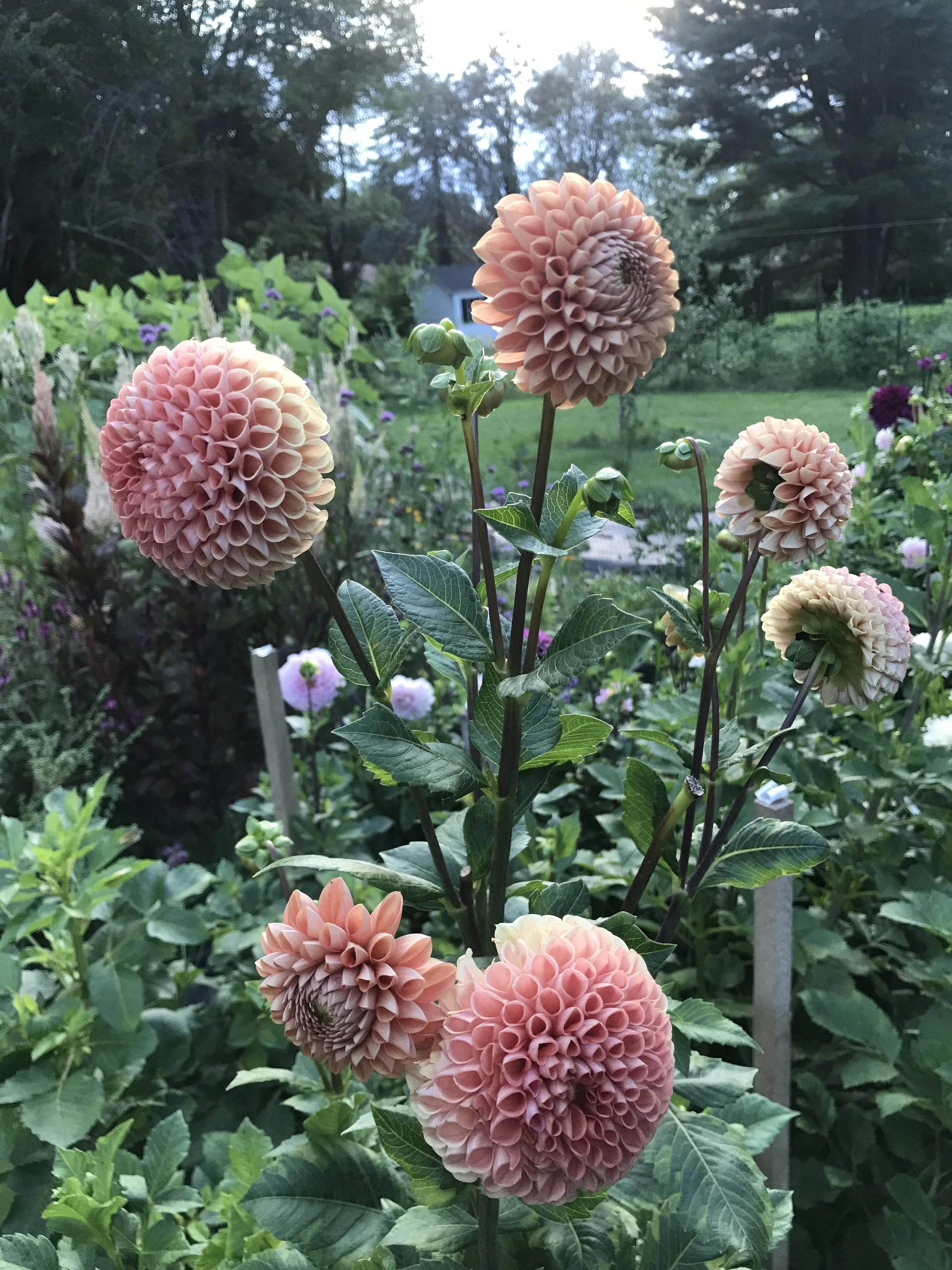 Dahlia Tubers — Shop — Fox Ridge Flowers