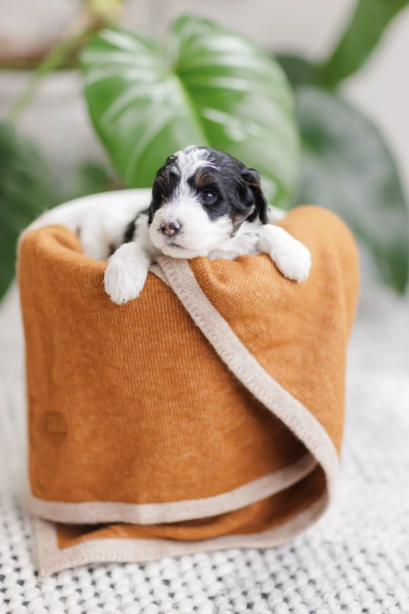 Eden	–	Black & White Tri Parti Female F1B Medium Australian Mountain Doodle