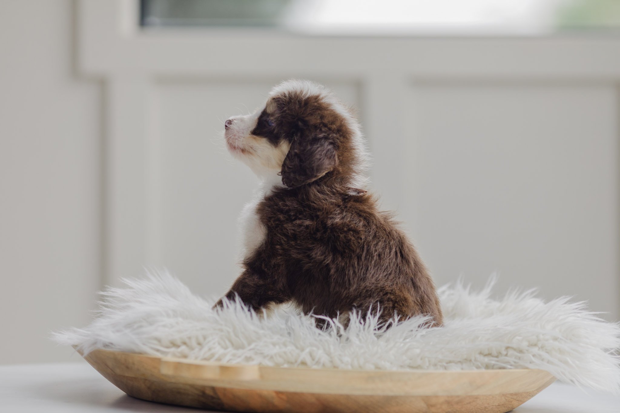 0090_7-Week-Old-Australian_Mountain_Dogs_Stokeshire.PepperxApollo-F1.25.jpg
