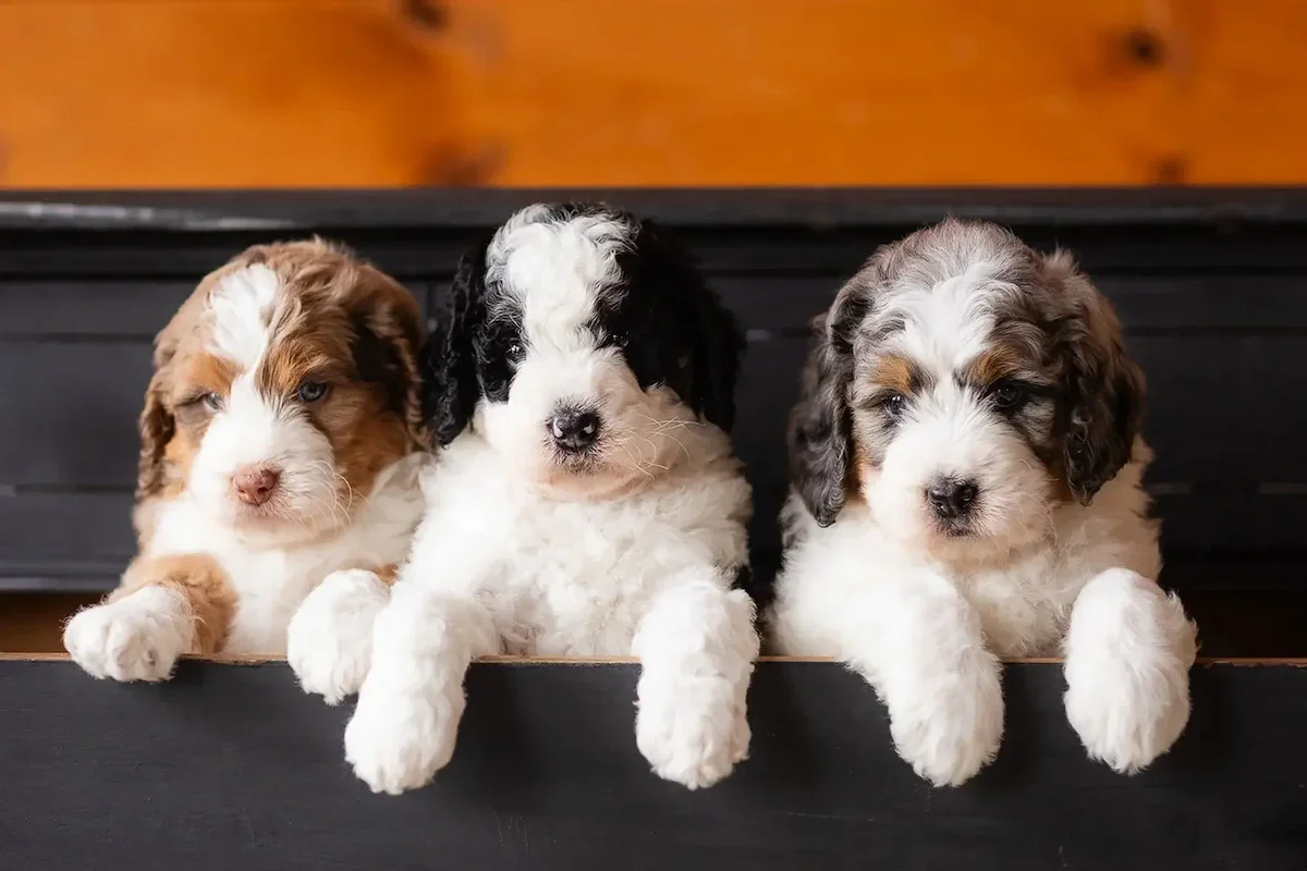 Bernedoodle puppies sizes micro and toy.