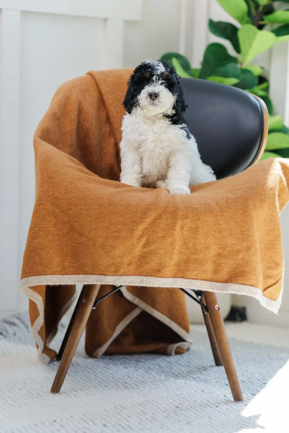 Eden	–	Black & White Tri Parti Female F1B Medium Australian Mountain Doodle (Huse)