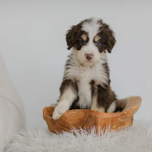 Australian mountain doodle puppy for sale in Wisconsin.