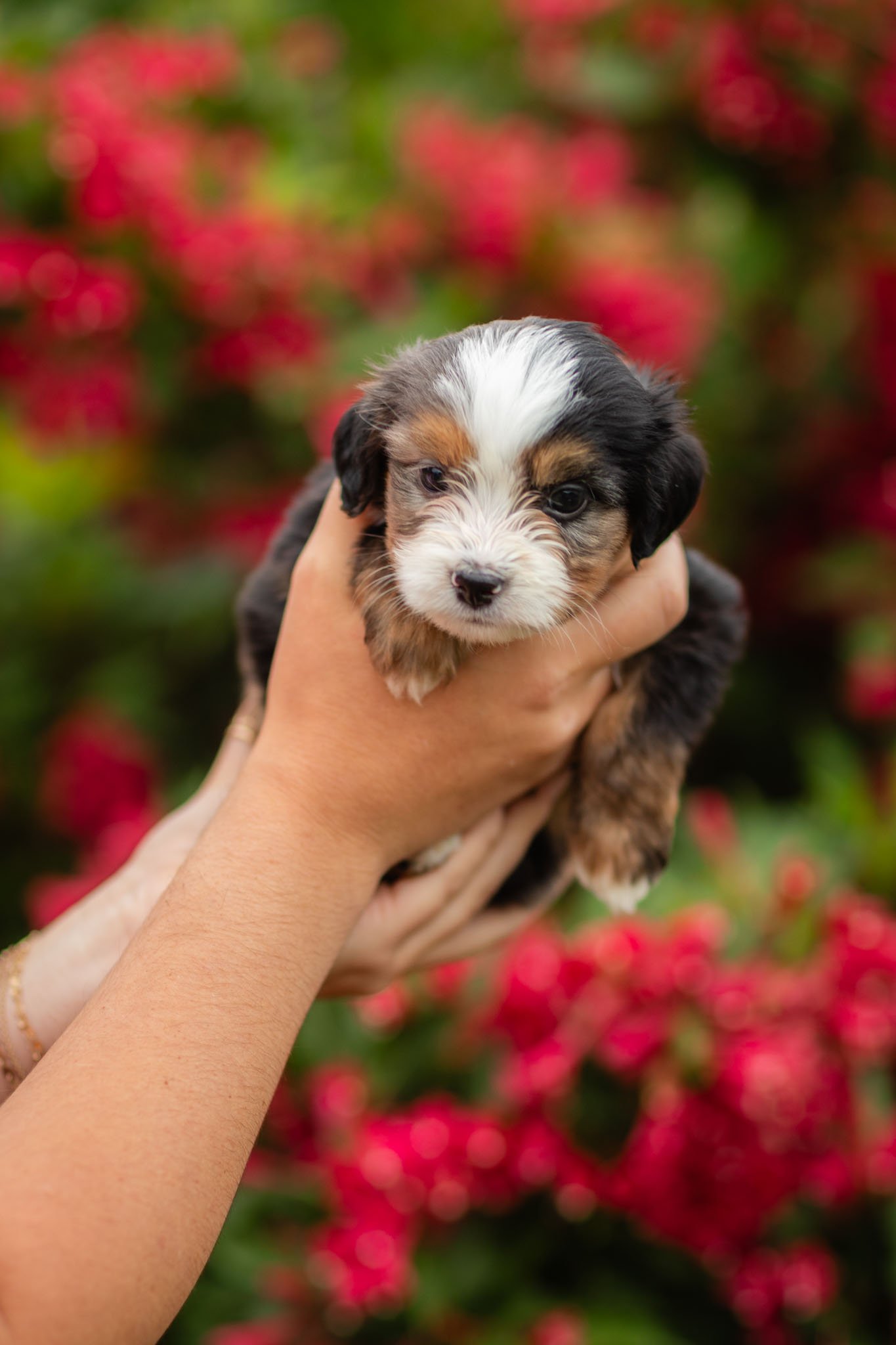 Sprout Blue Merle Tri Female Mini Australian Mountain Doodle (Franke)