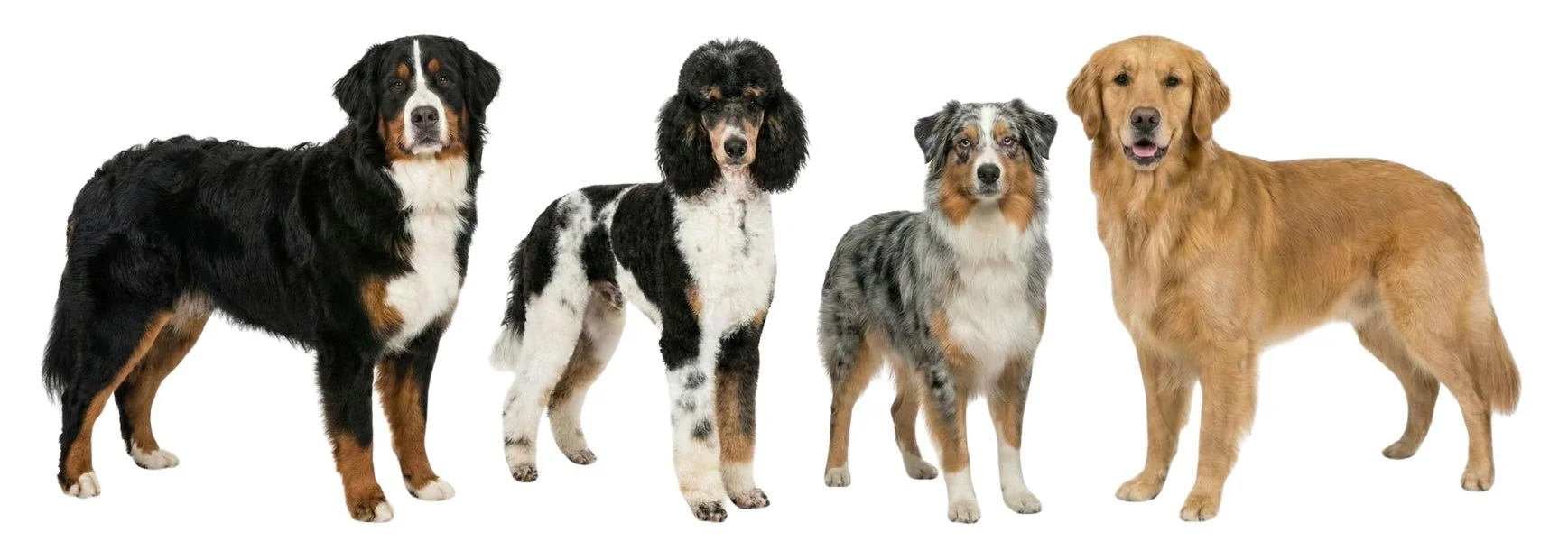 stokeshire-designer-breed-foundation-parents-bernese-parti-poodle-aussie-golden.jpg