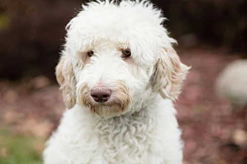 poodle labradoodle and goldendoodle rescue